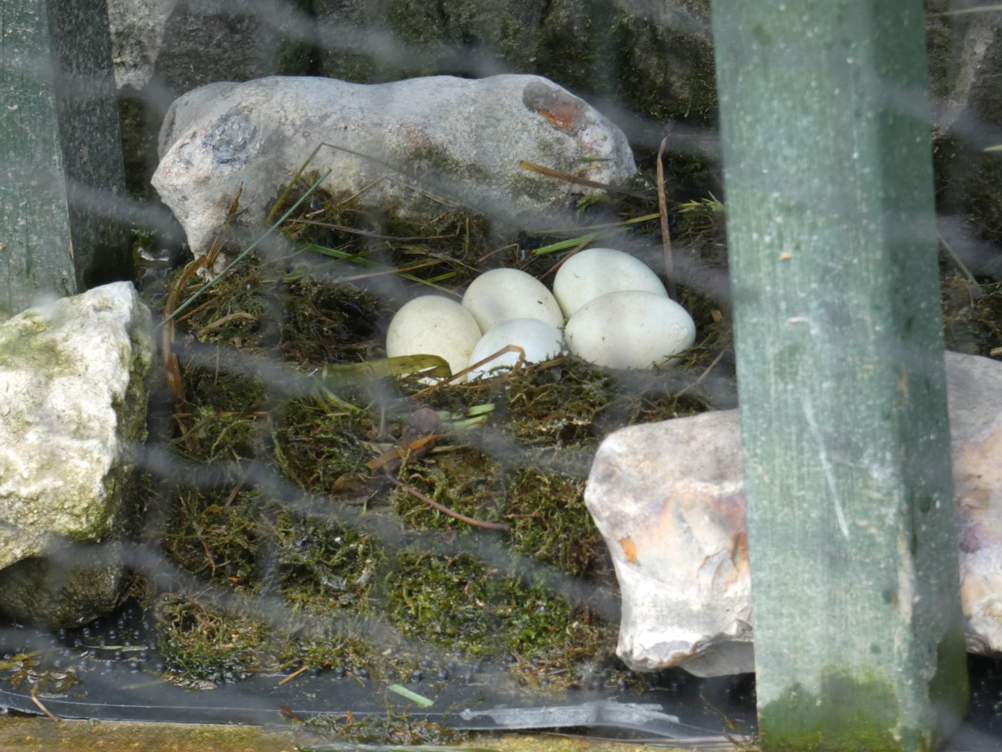 Black-necked grebe nest