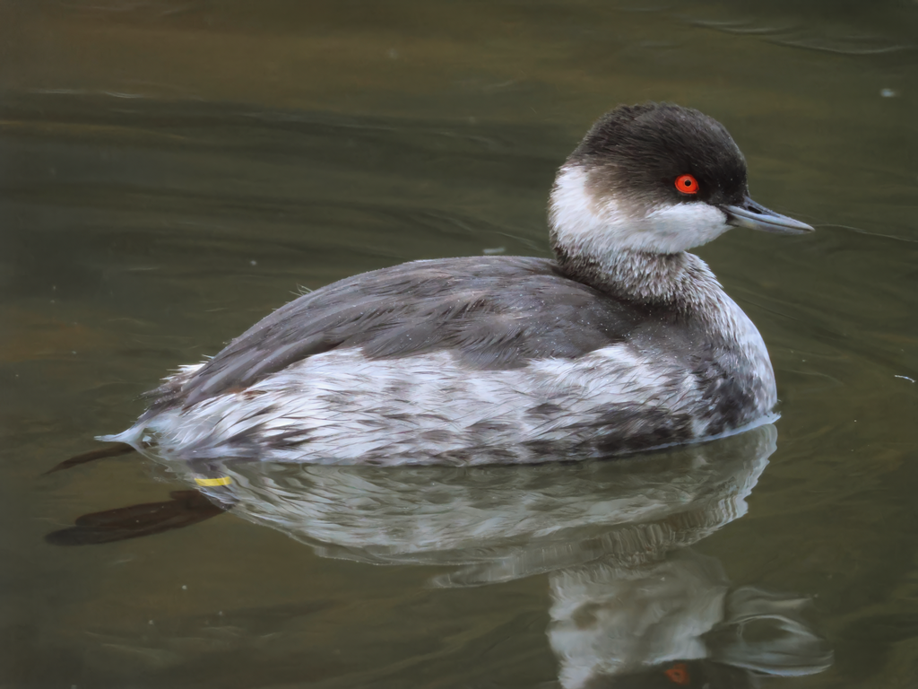 Black-necked grebe (Podiceps nigricollis) - Brook Valley Zoo