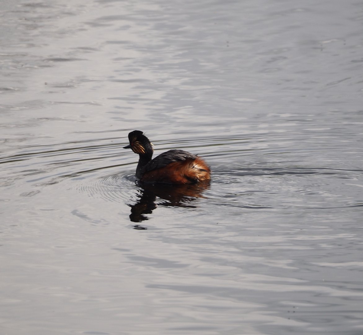 Black-necked grebe (Podiceps nigricollis), Zwillbrocker Venn, 2025-05-26