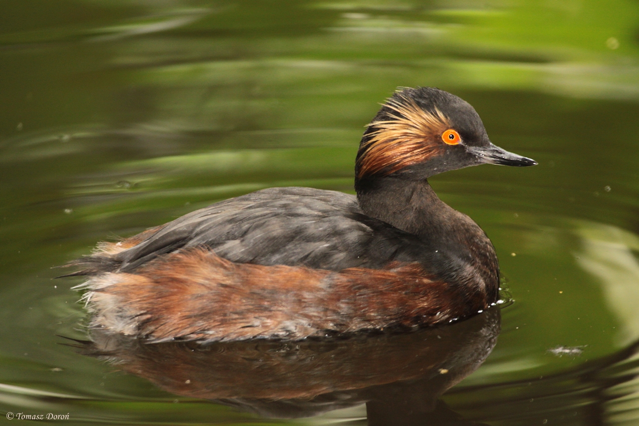 Black-necked Grebe (Podiceps nigricollis)