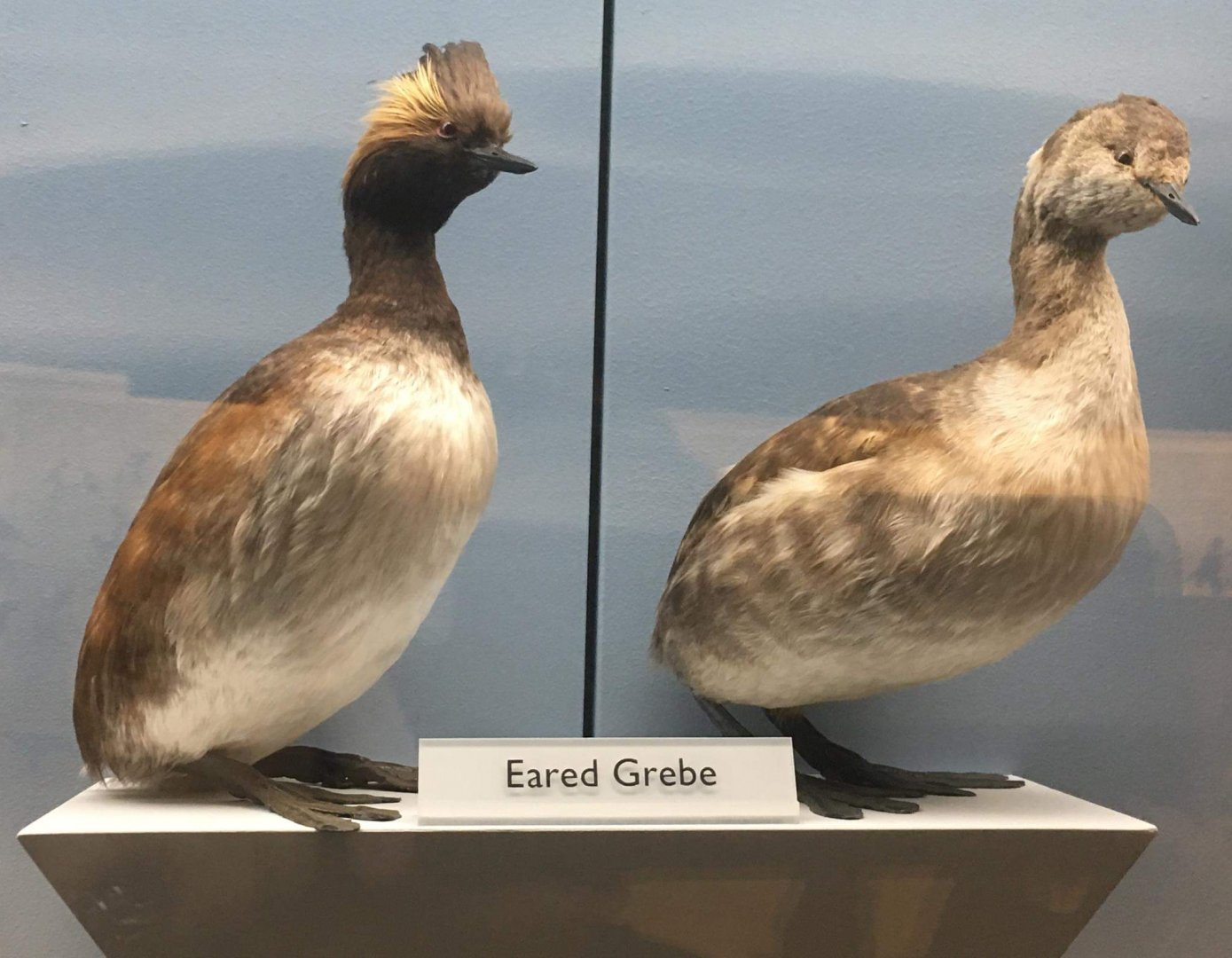 Black necked grebe (Podiceps nigricollis)