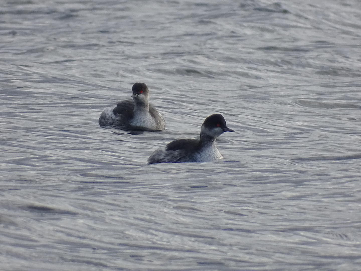 Black-necked grebe, Podiceps nigricollis