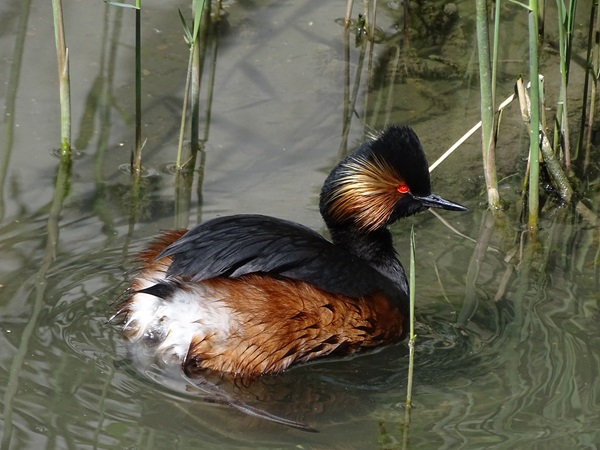 Black-necked grebe (Podiceps nigricollis)