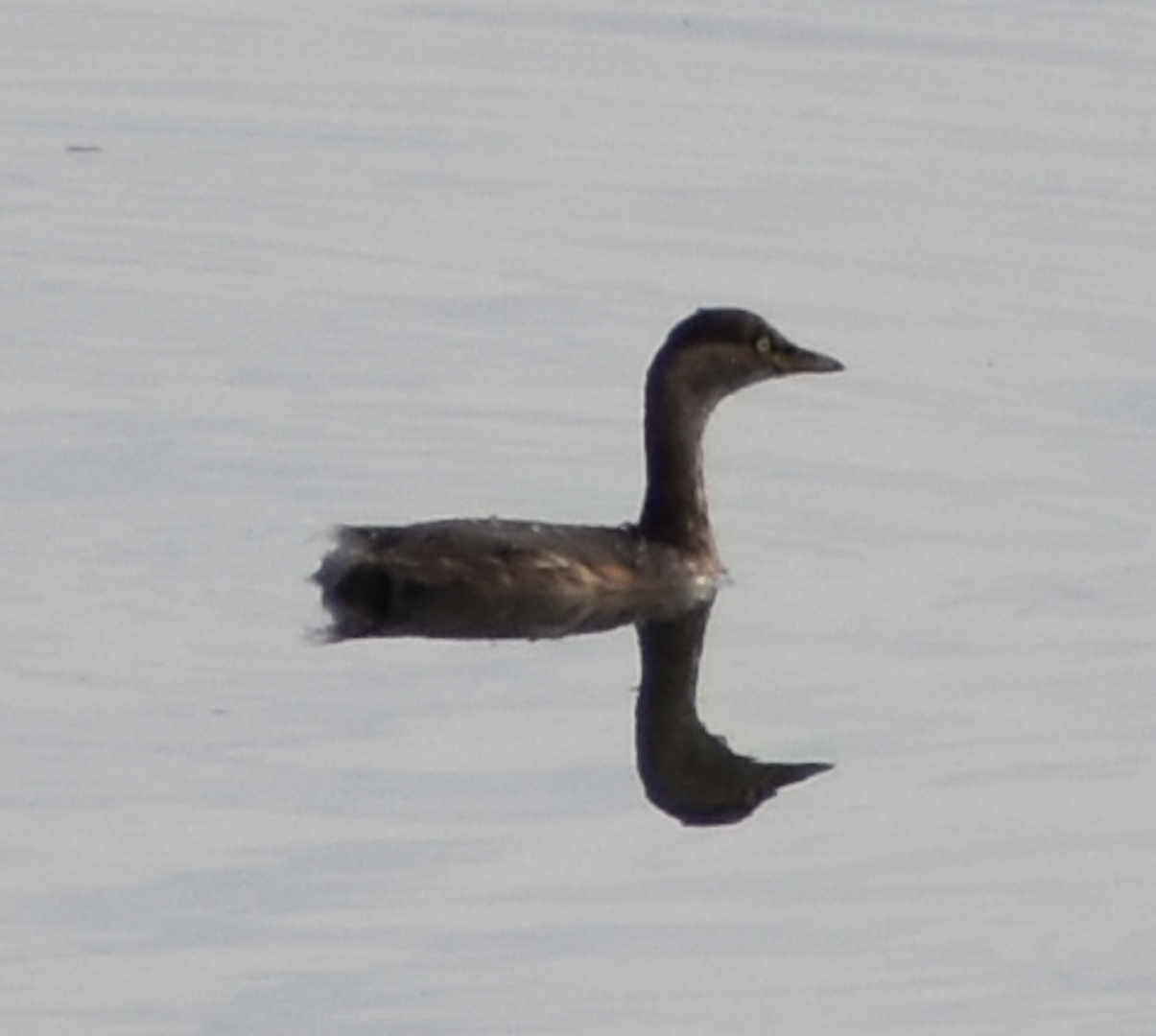 Black Necked Grebe - Tokyo Port Wild Bird Park
