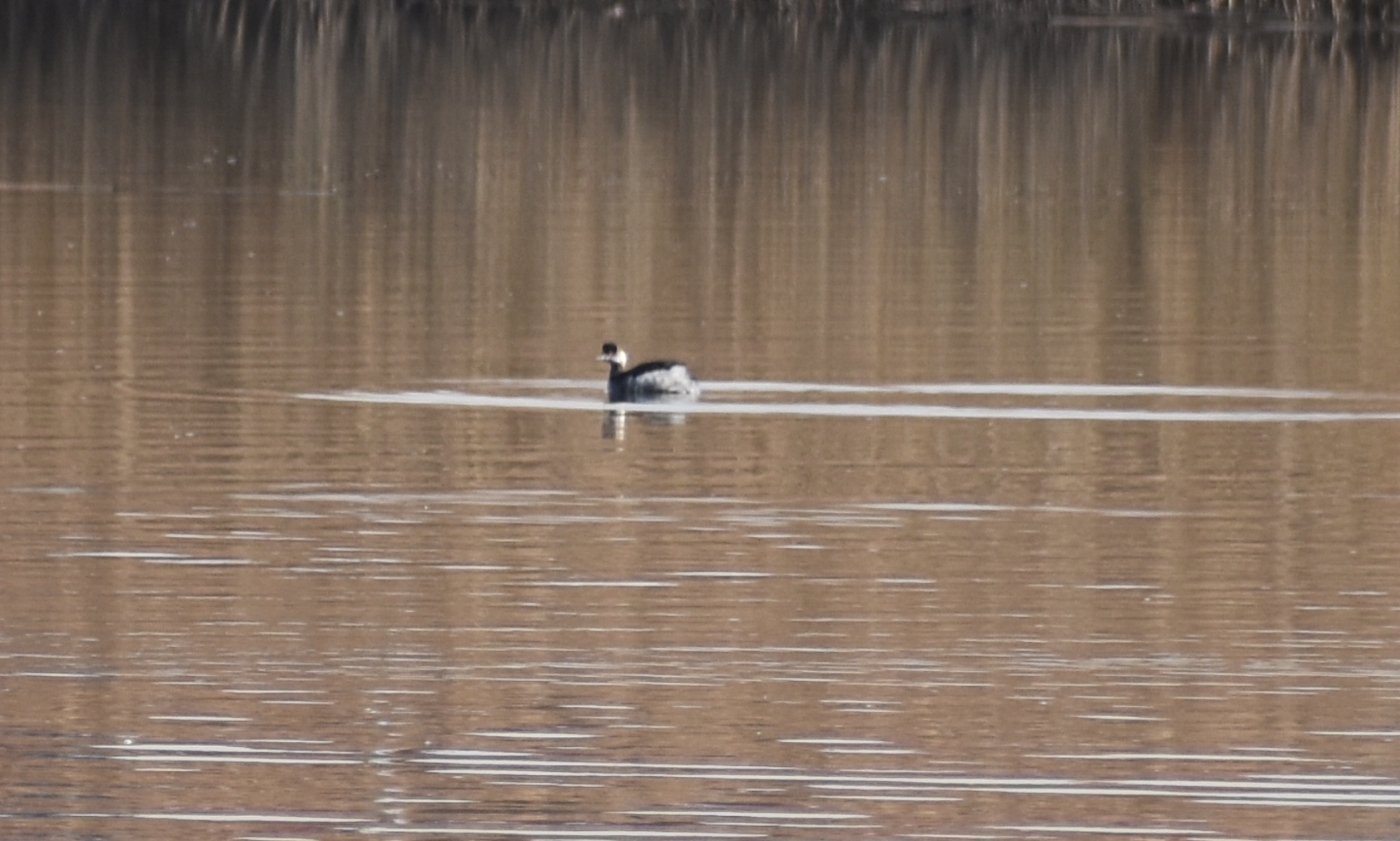 Black necked Grebe ~ Tokyo Port Wild Bird Park