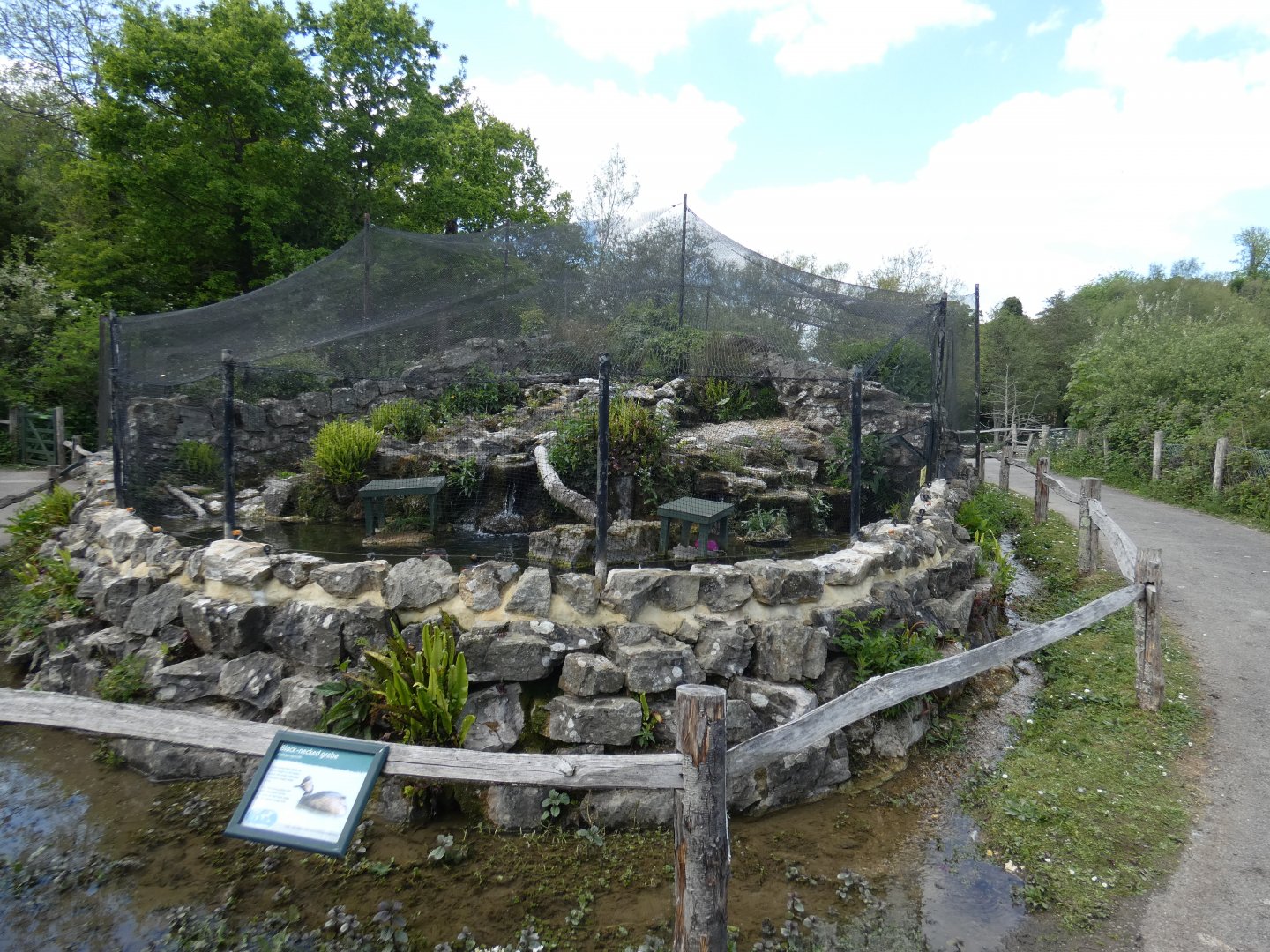 Black-necked grebe waterfall aviary