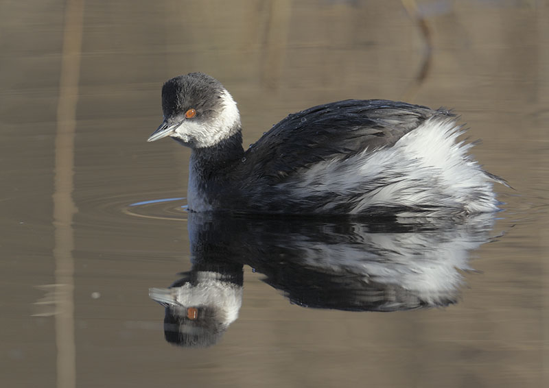 Black-necked grebe
