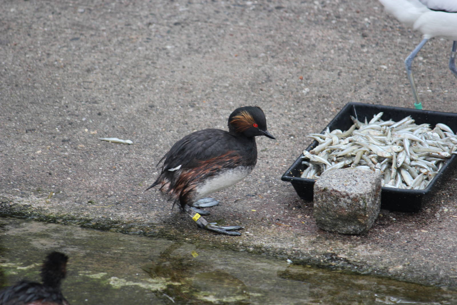 Black-necked grebe
