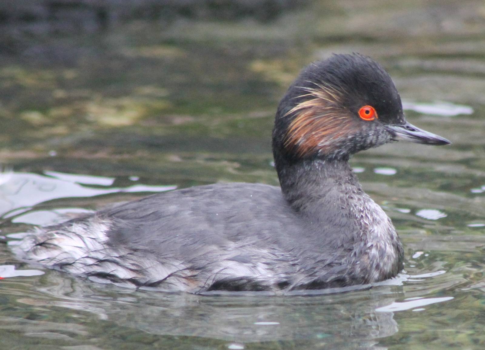 Black-necked grebe