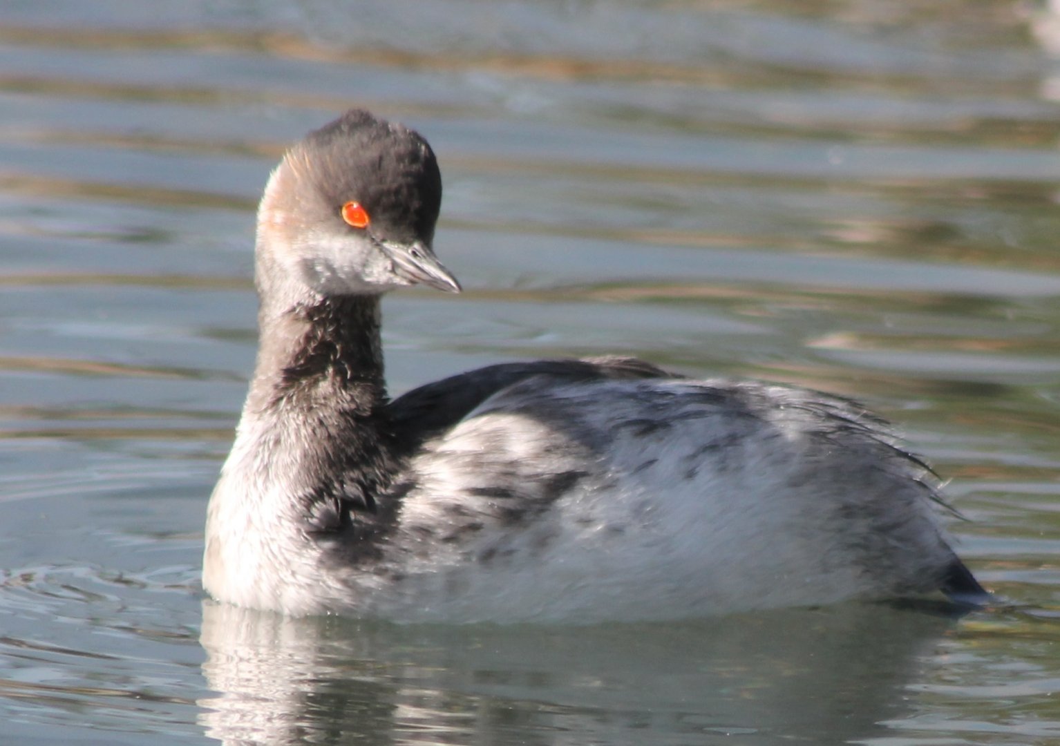 Black-necked grebe