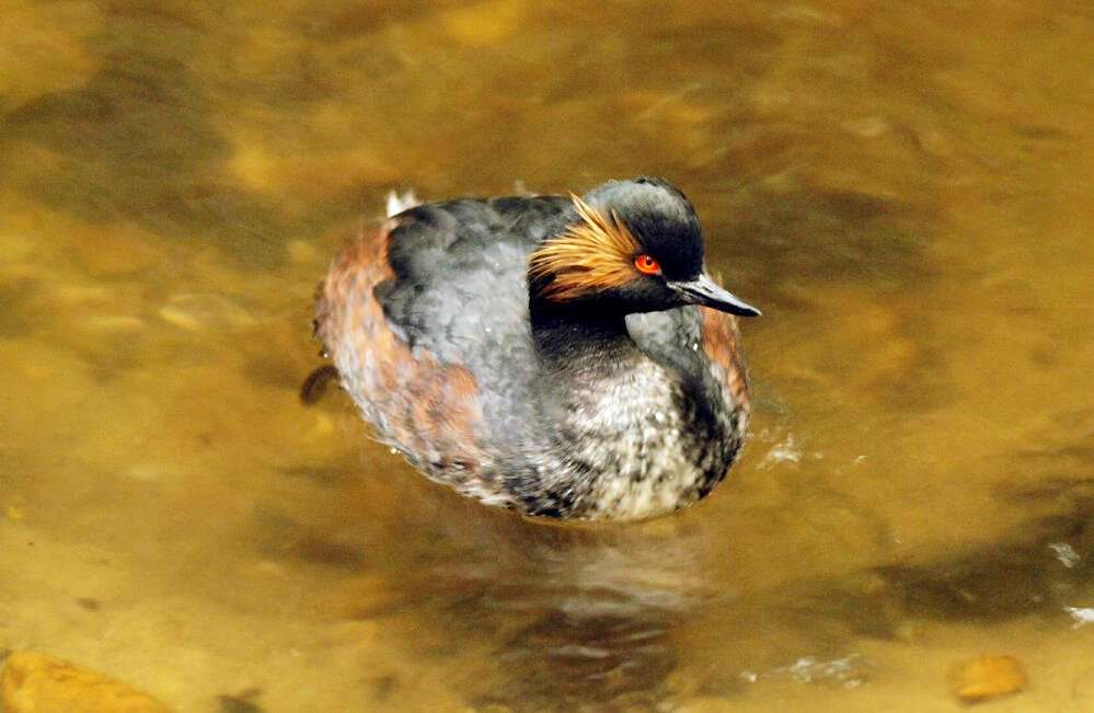 Black-necked grebe