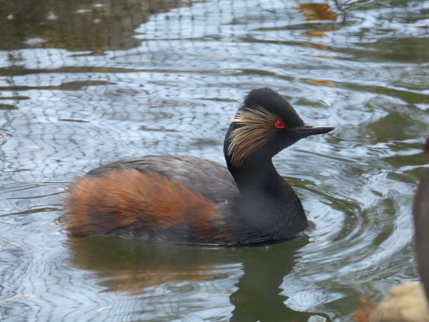 Black-necked grebe