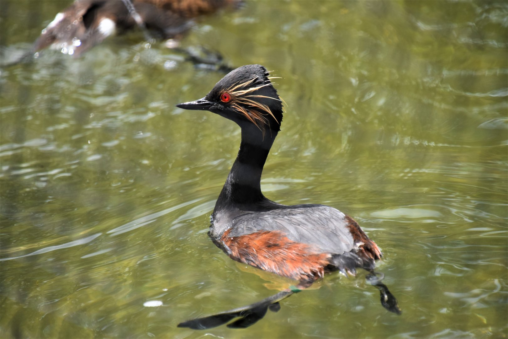 Black-necked grebe