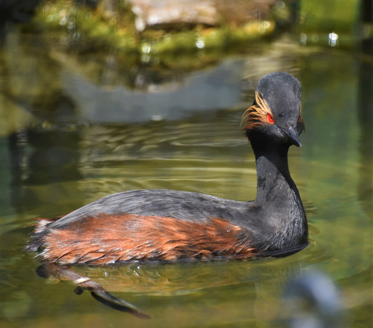 Black-necked grebe