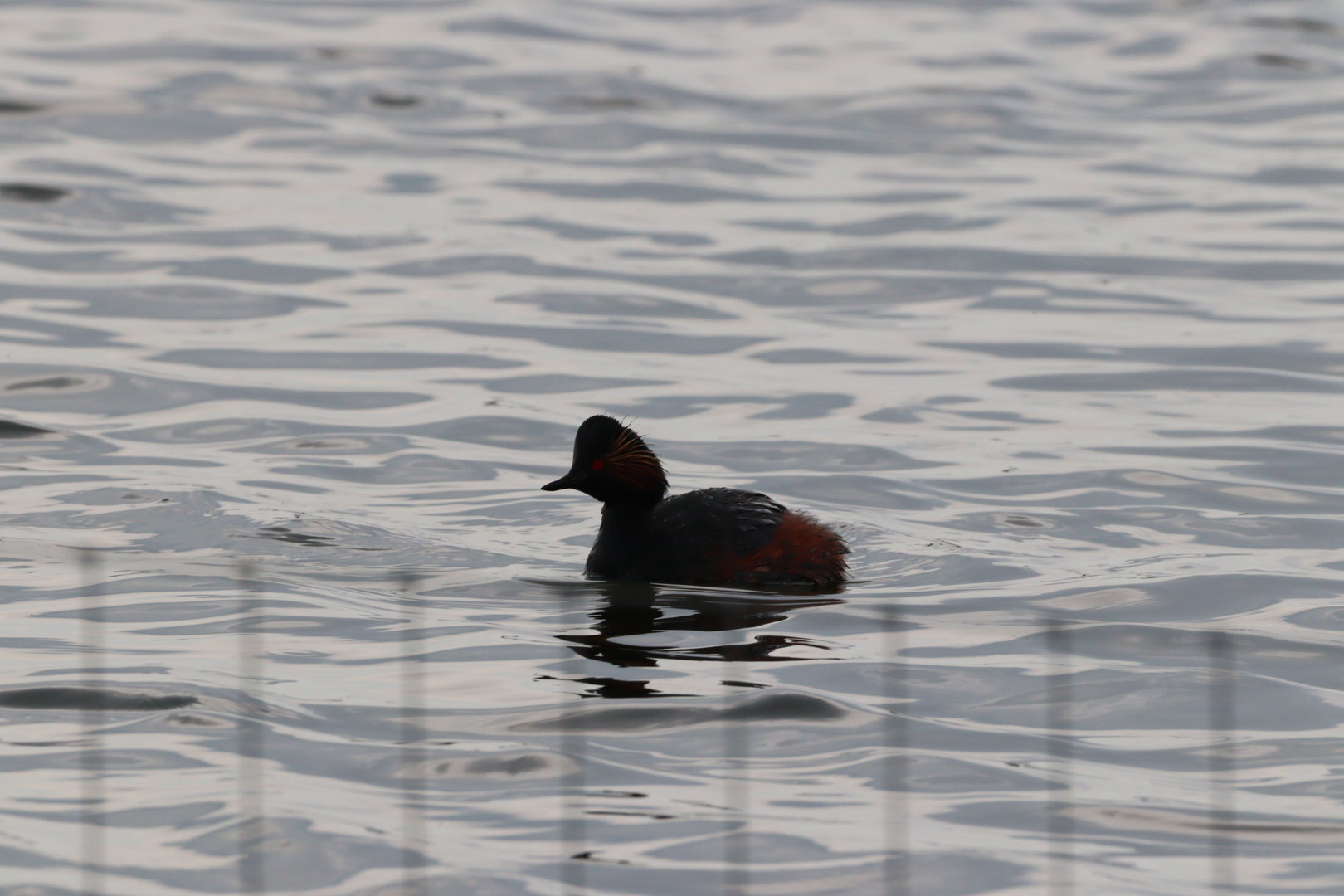 Black-necked Grebe
