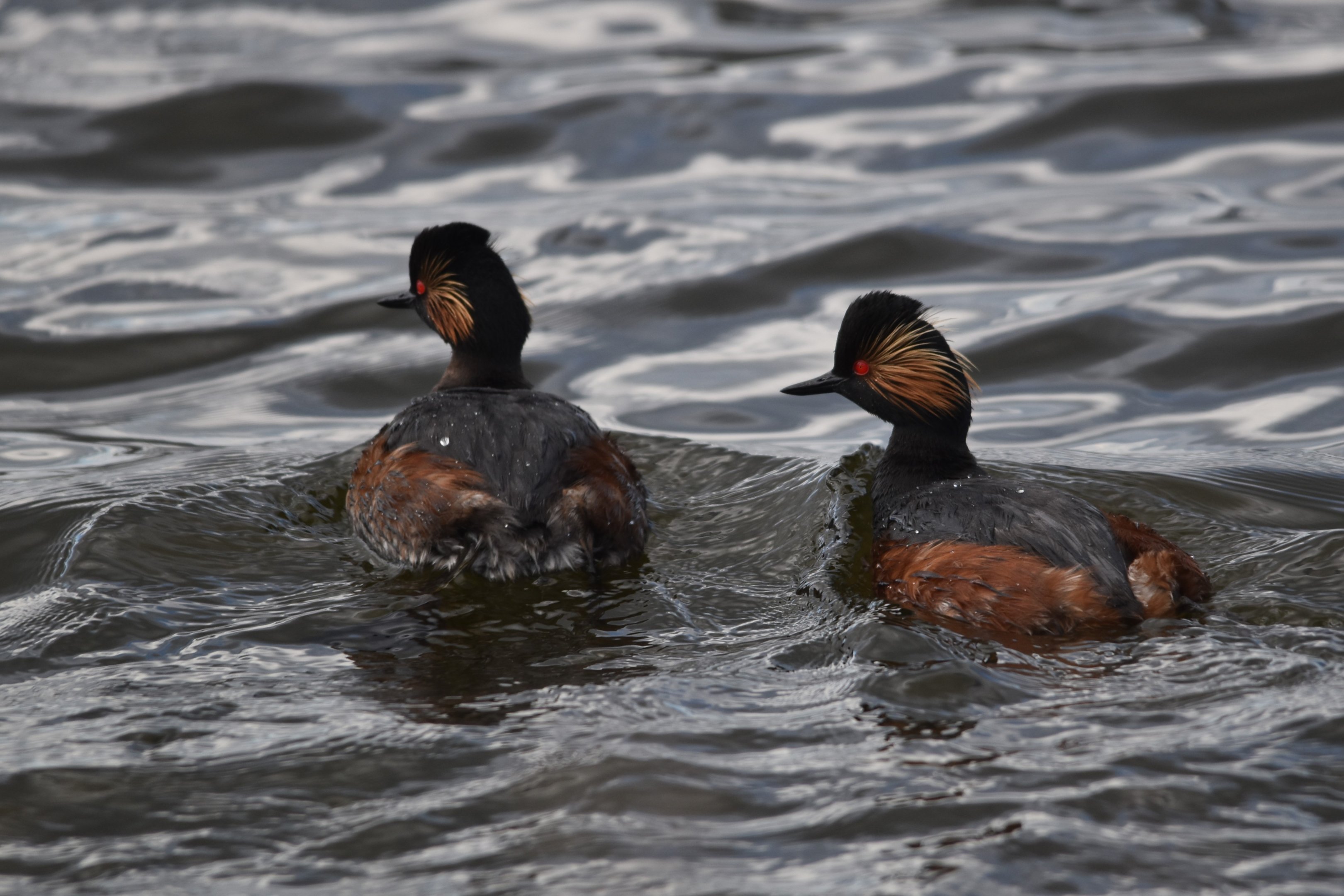 Black-necked Grebes at RSPB St Aidan's, 24th March 2024