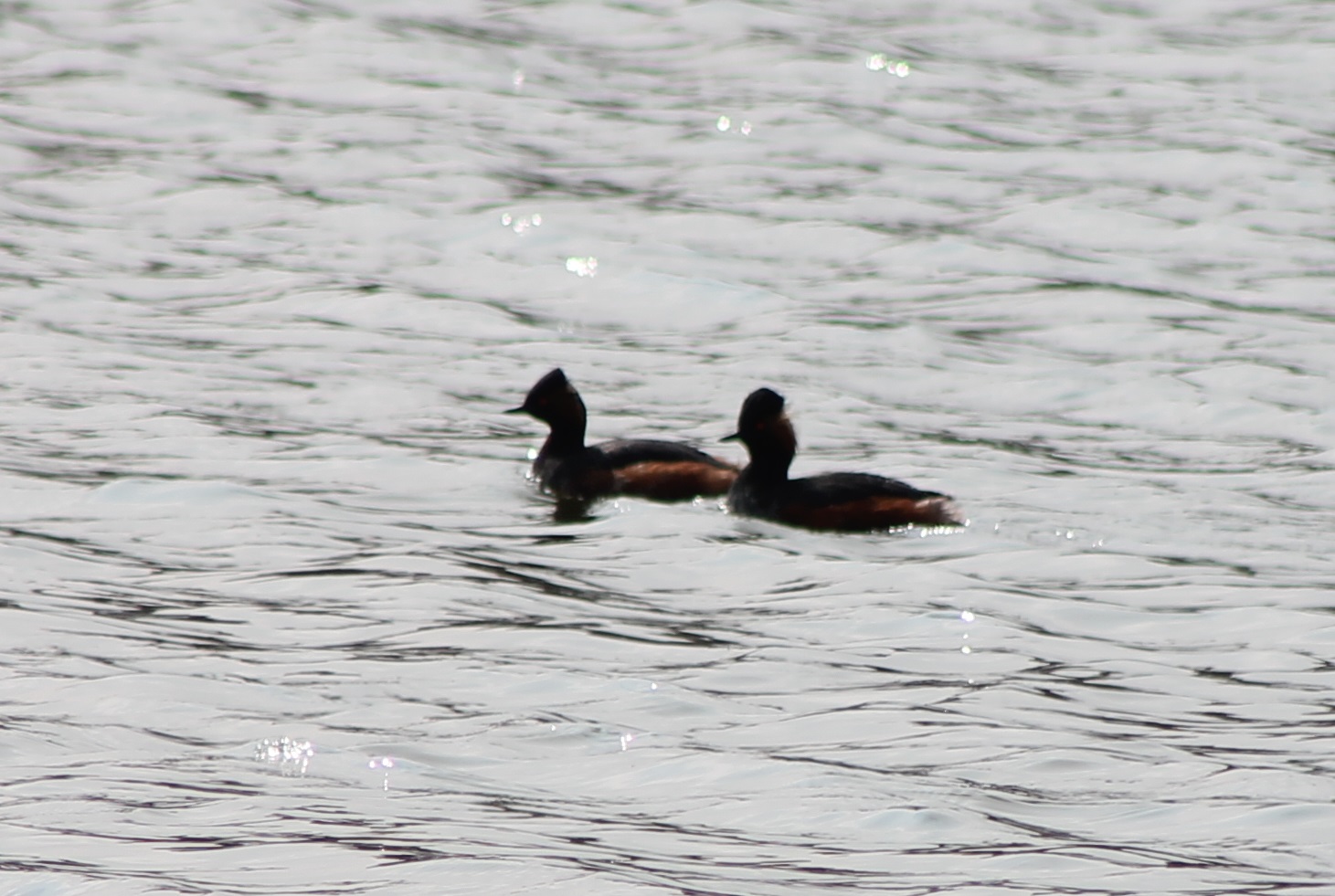 Black-necked grebes