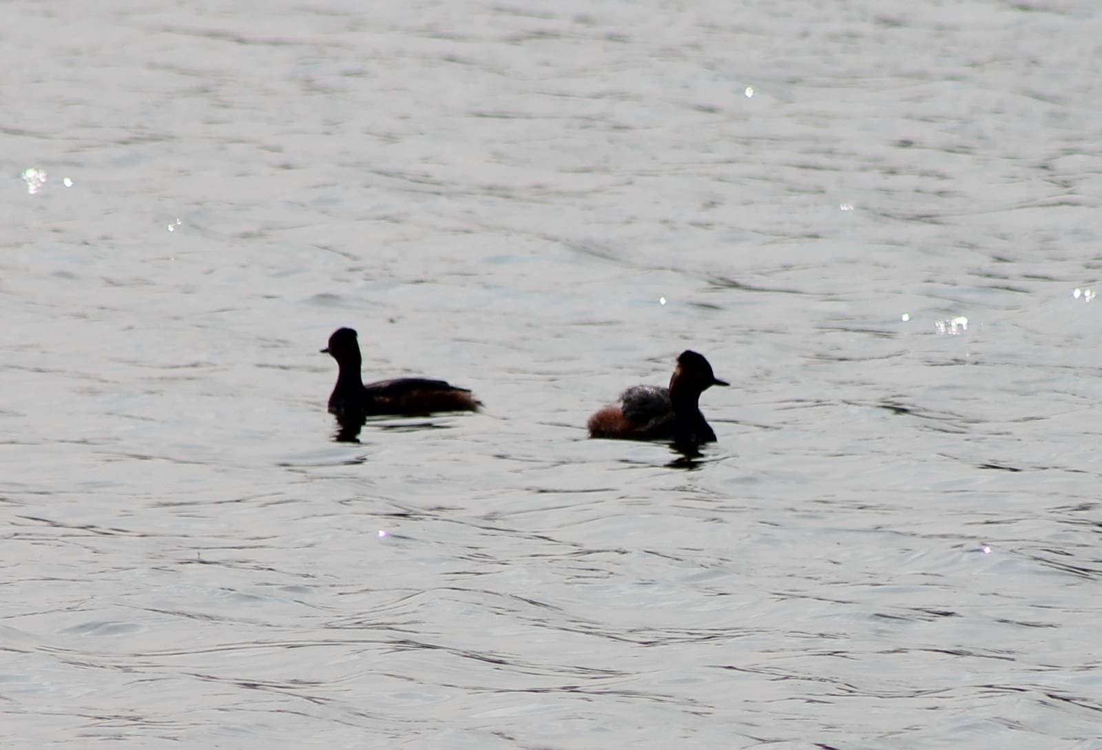 Black-necked grebes