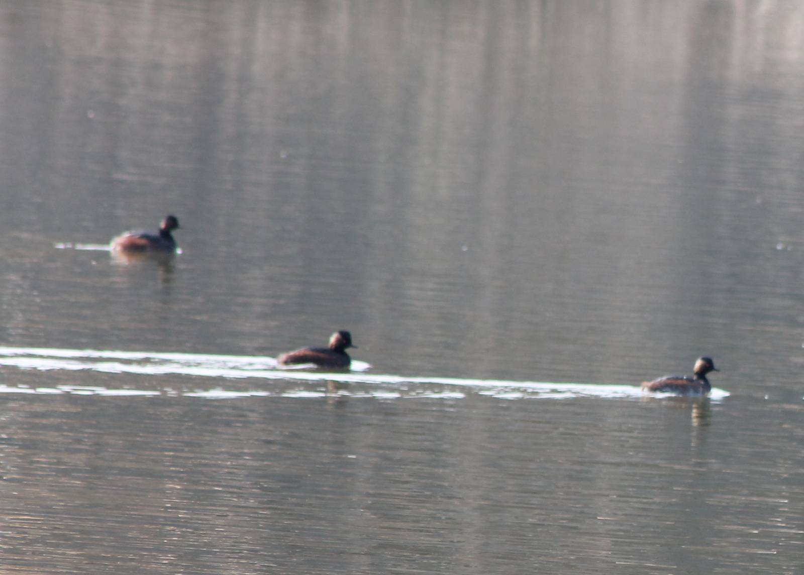 Black-necked grebes