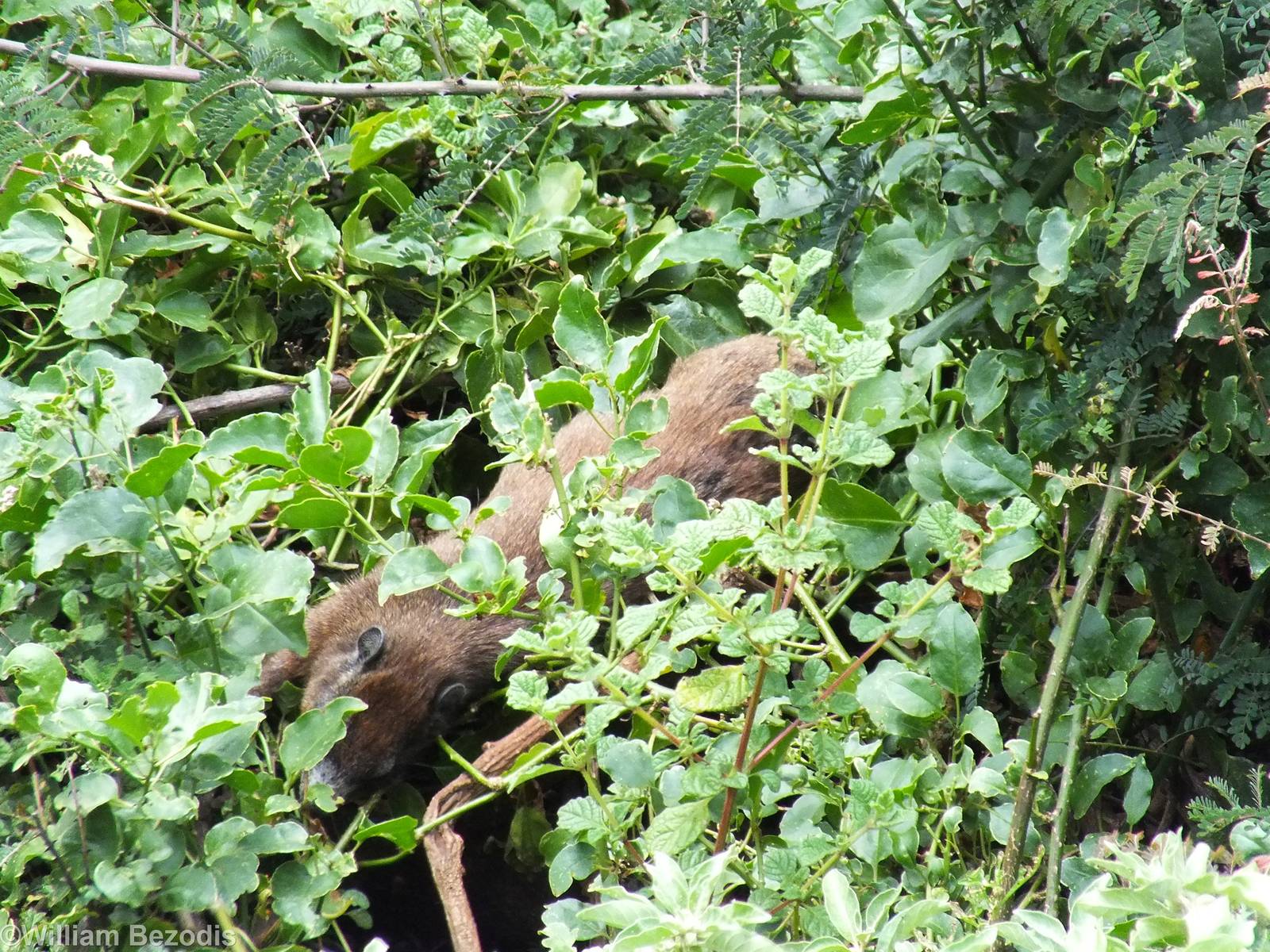 (Black-necked) Rock Hyrax