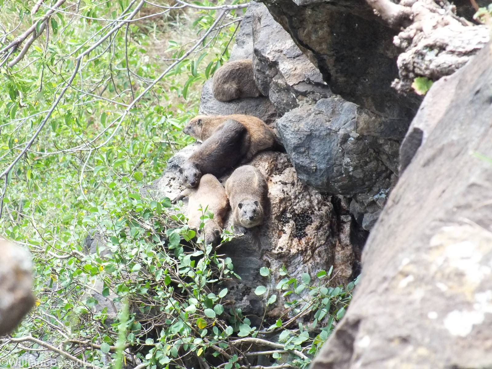 (Black-necked) Rock Hyraxes - Lake Nakuru