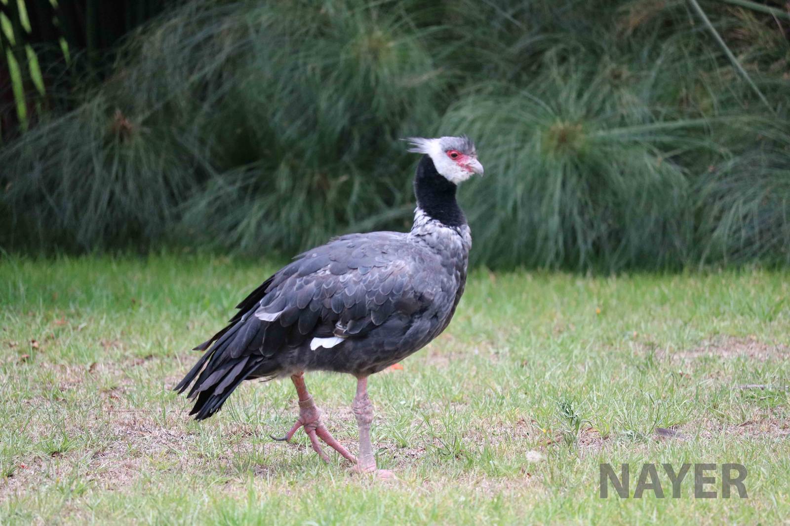 Black-necked screamer, March 2016
