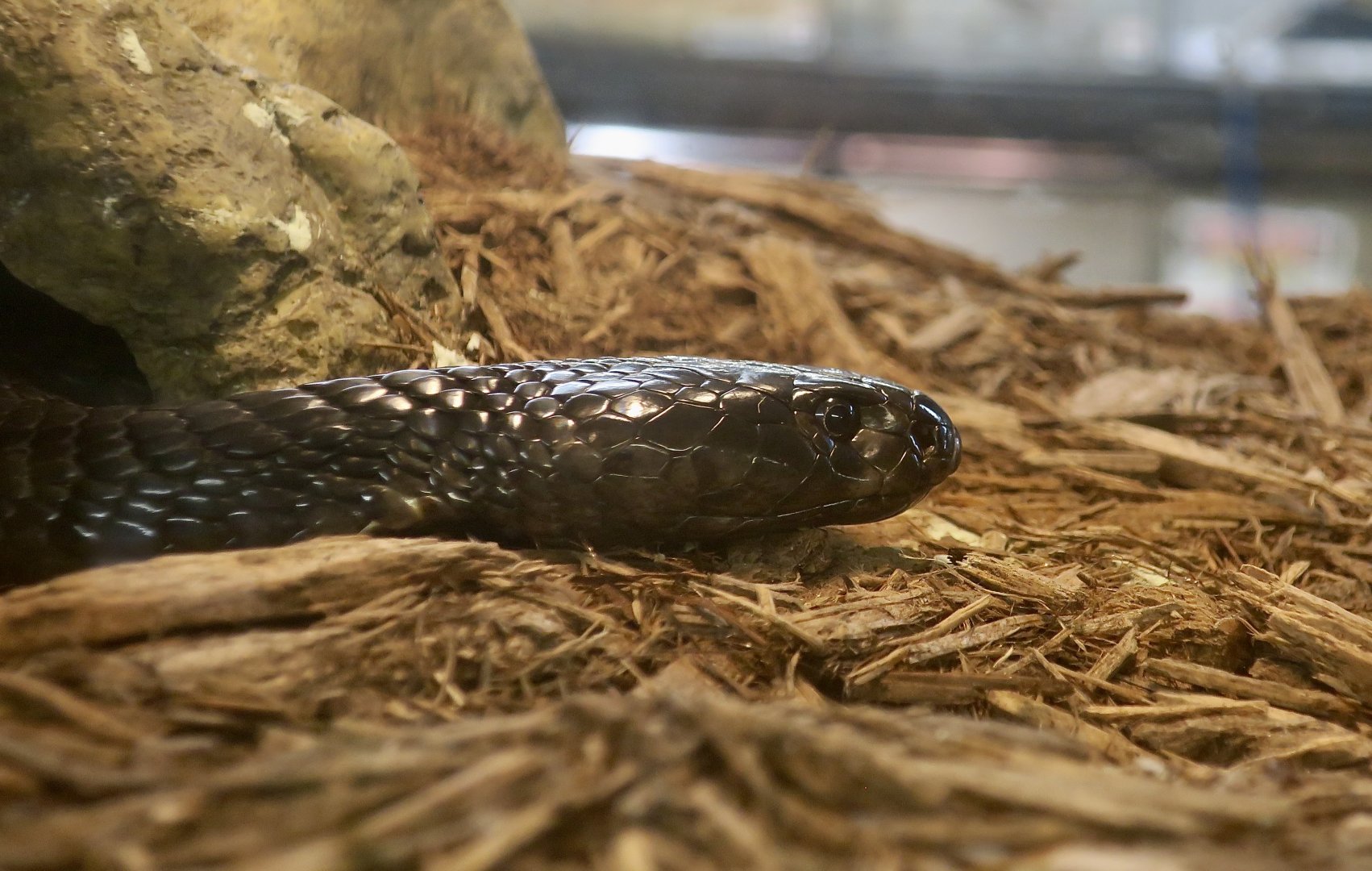 Black-Necked Spitting Cobra (Naja nigricollis)
