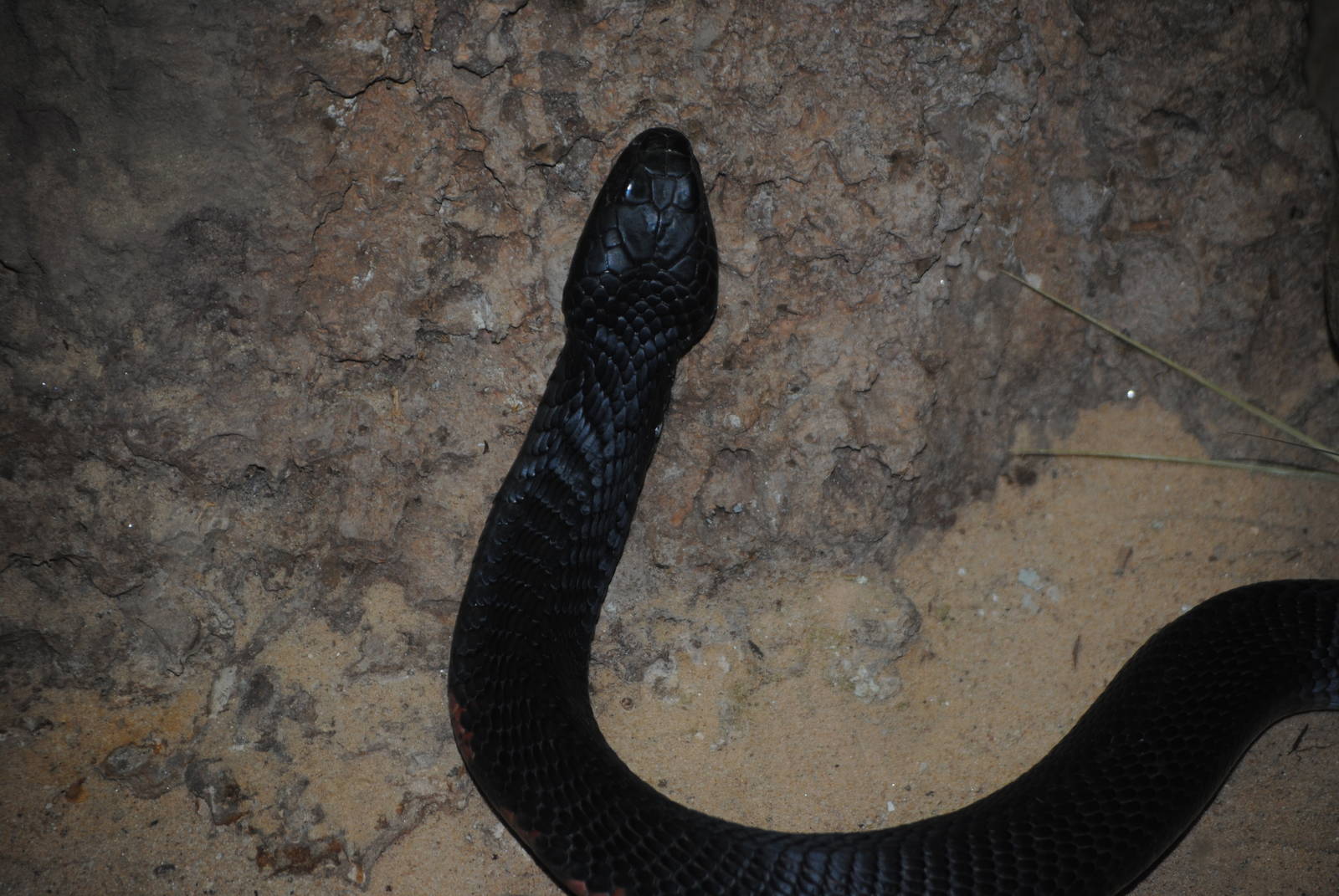 Black-Necked Spitting Cobra