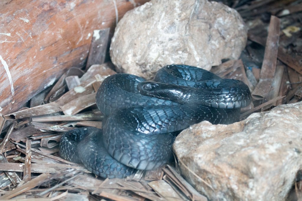 Black-necked Spitting Cobra