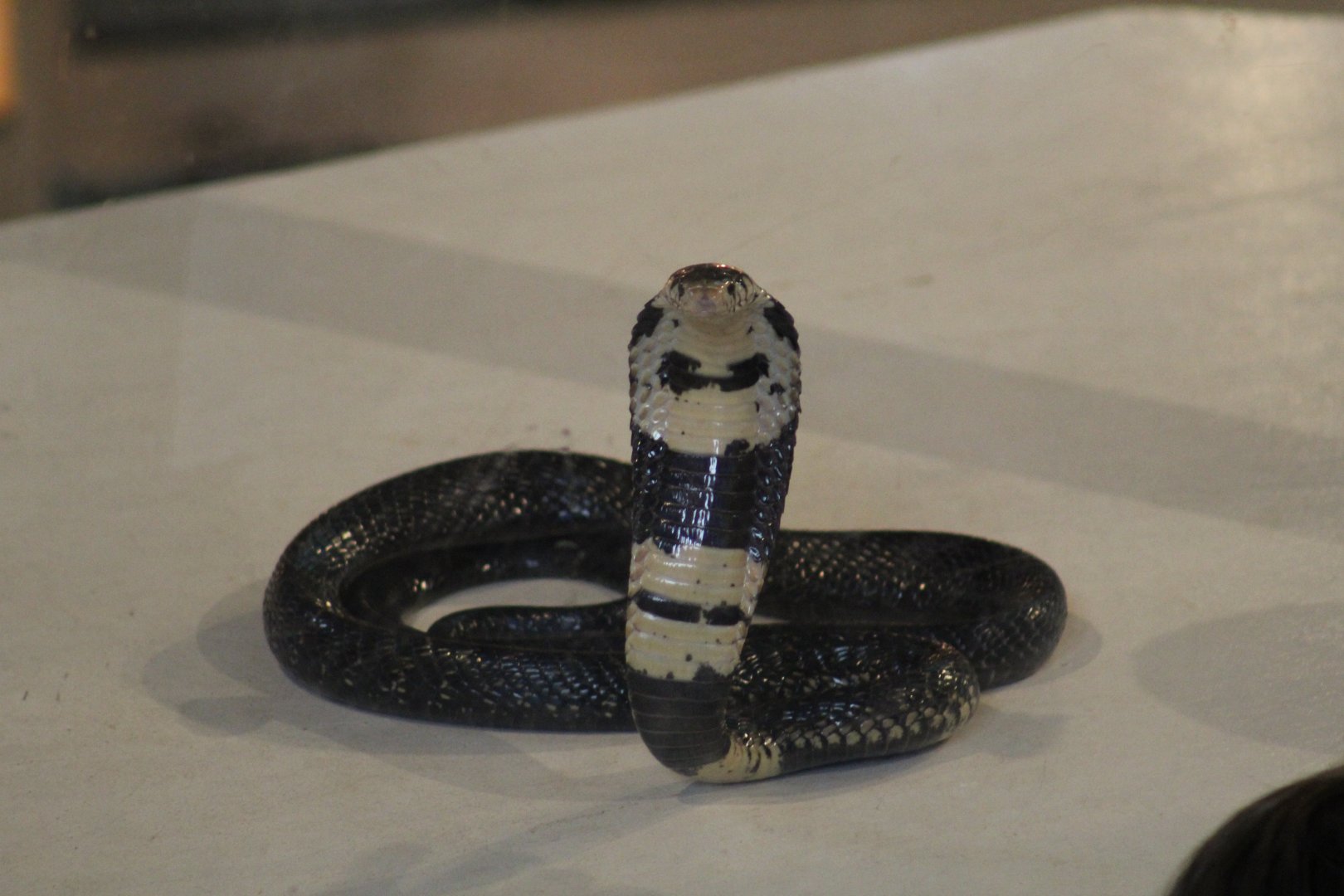 Black-Necked Spitting-Cobra