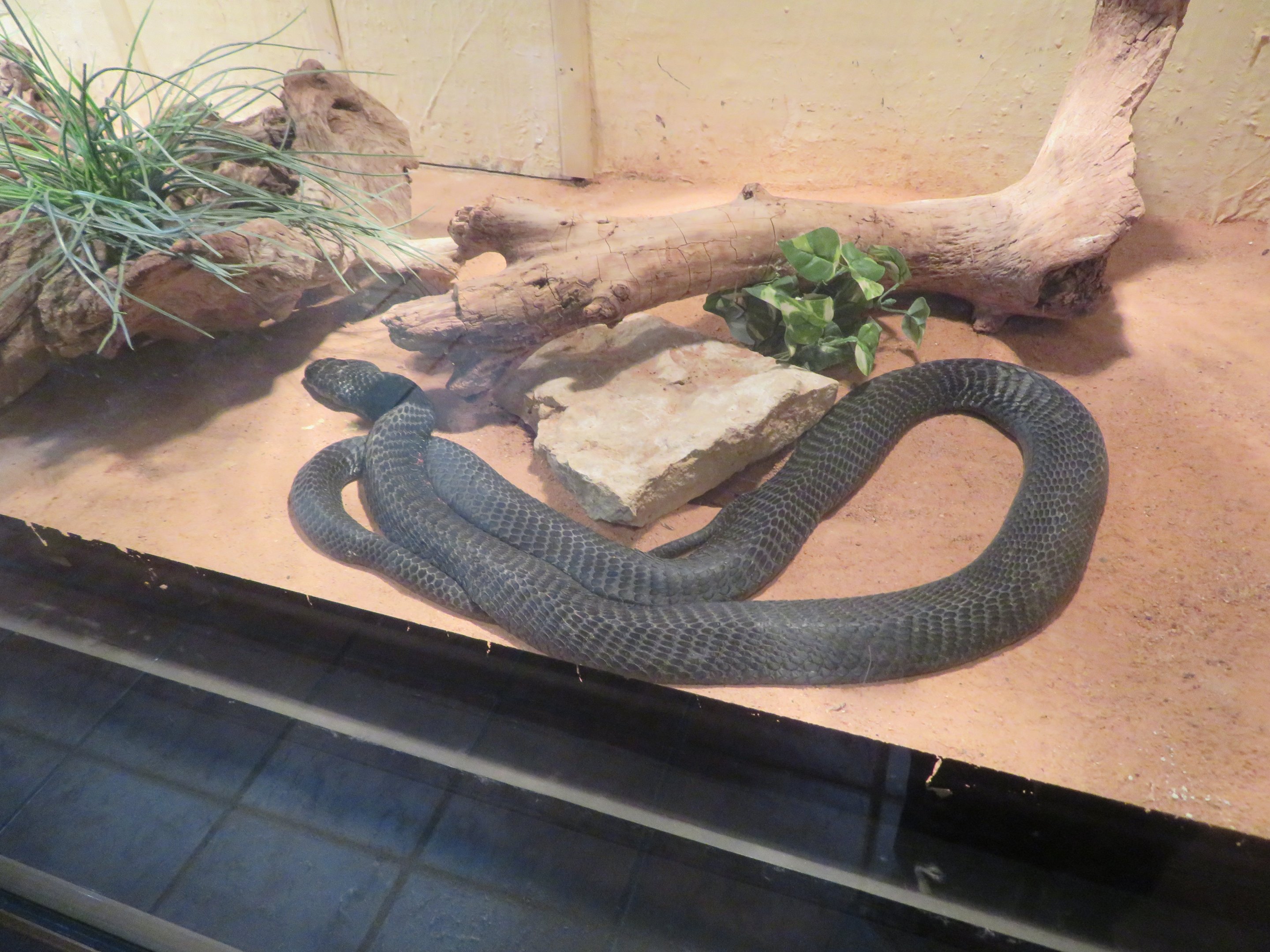 Black-necked Spitting Cobra