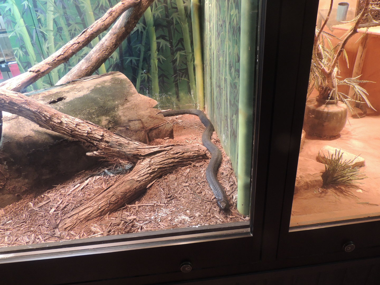 black necked spitting cobra