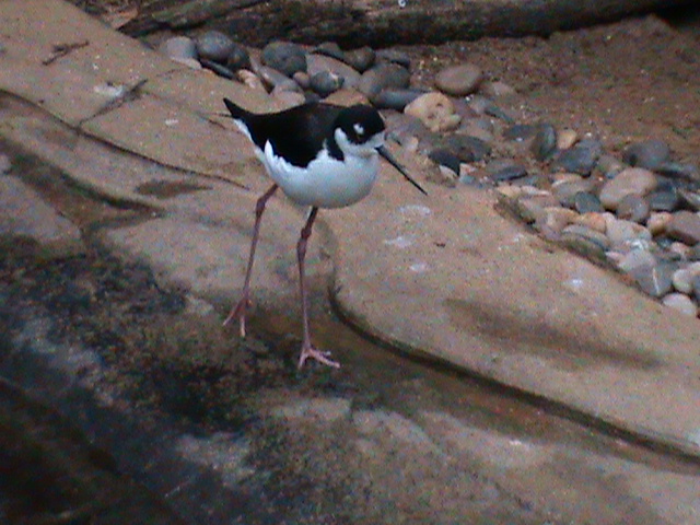 black-necked stilt 080112