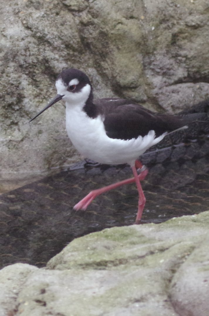 Black-necked stilt 111224