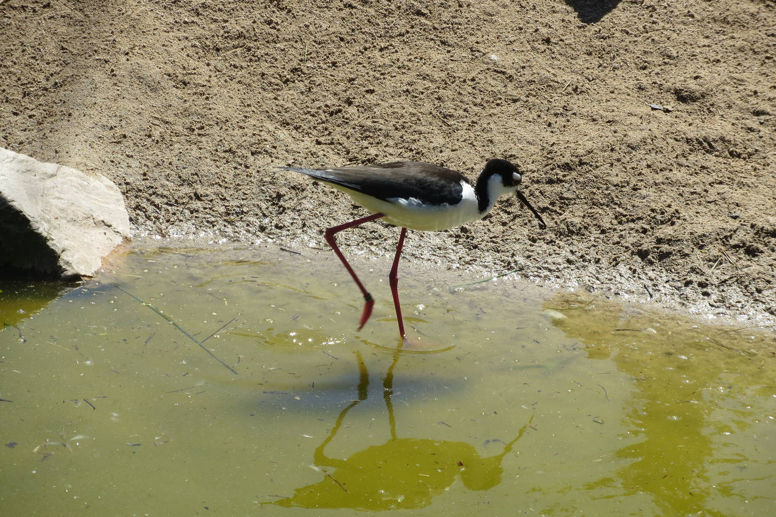 Black-necked Stilt 160515