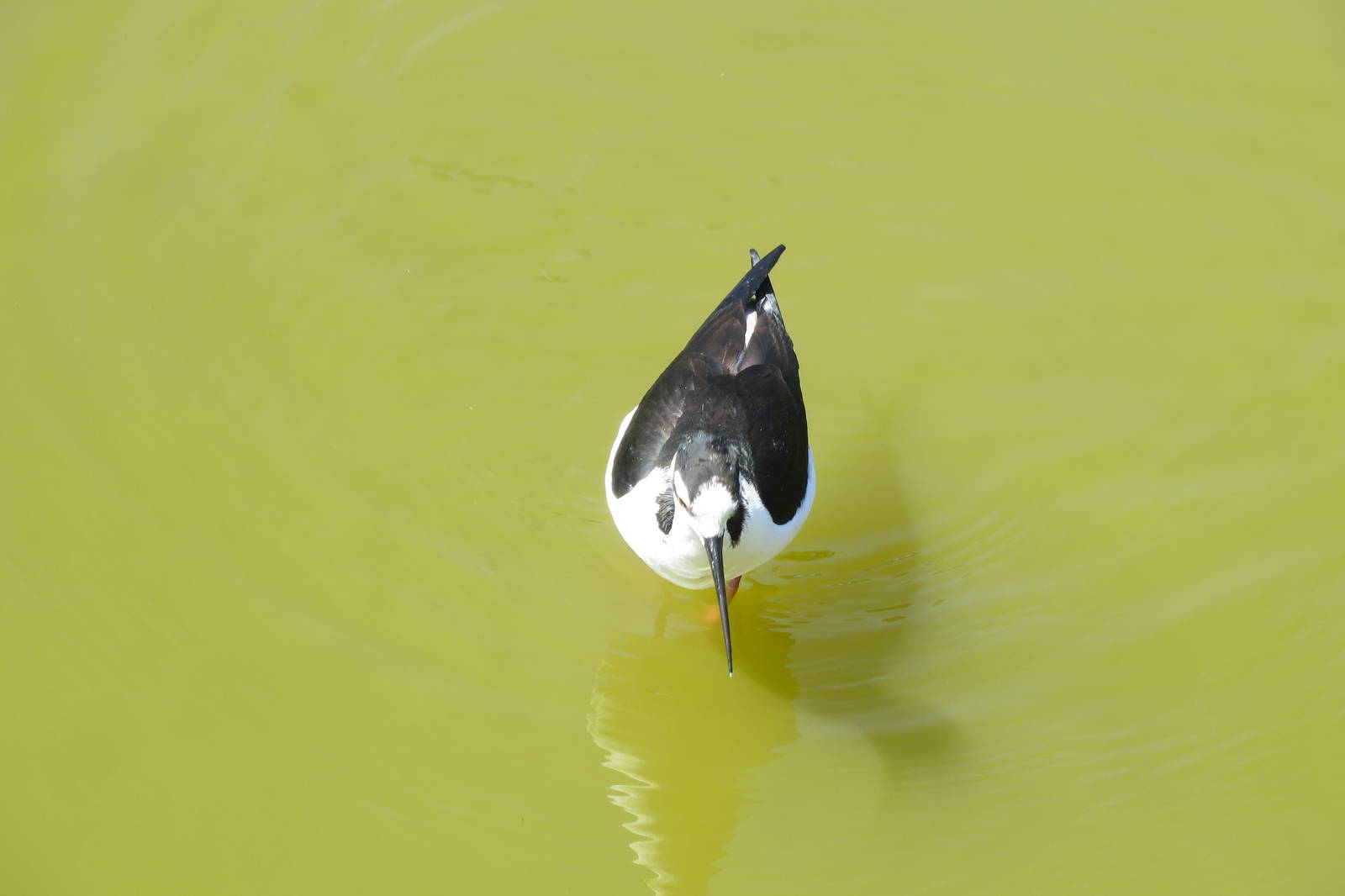 Black-necked Stilt 160515