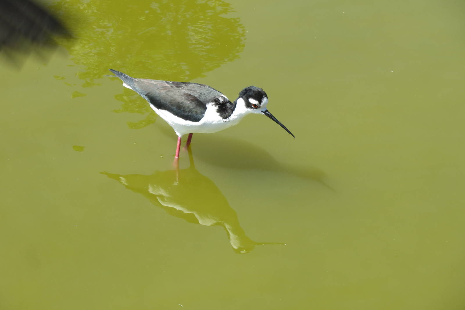 Black-necked Stilt 160515