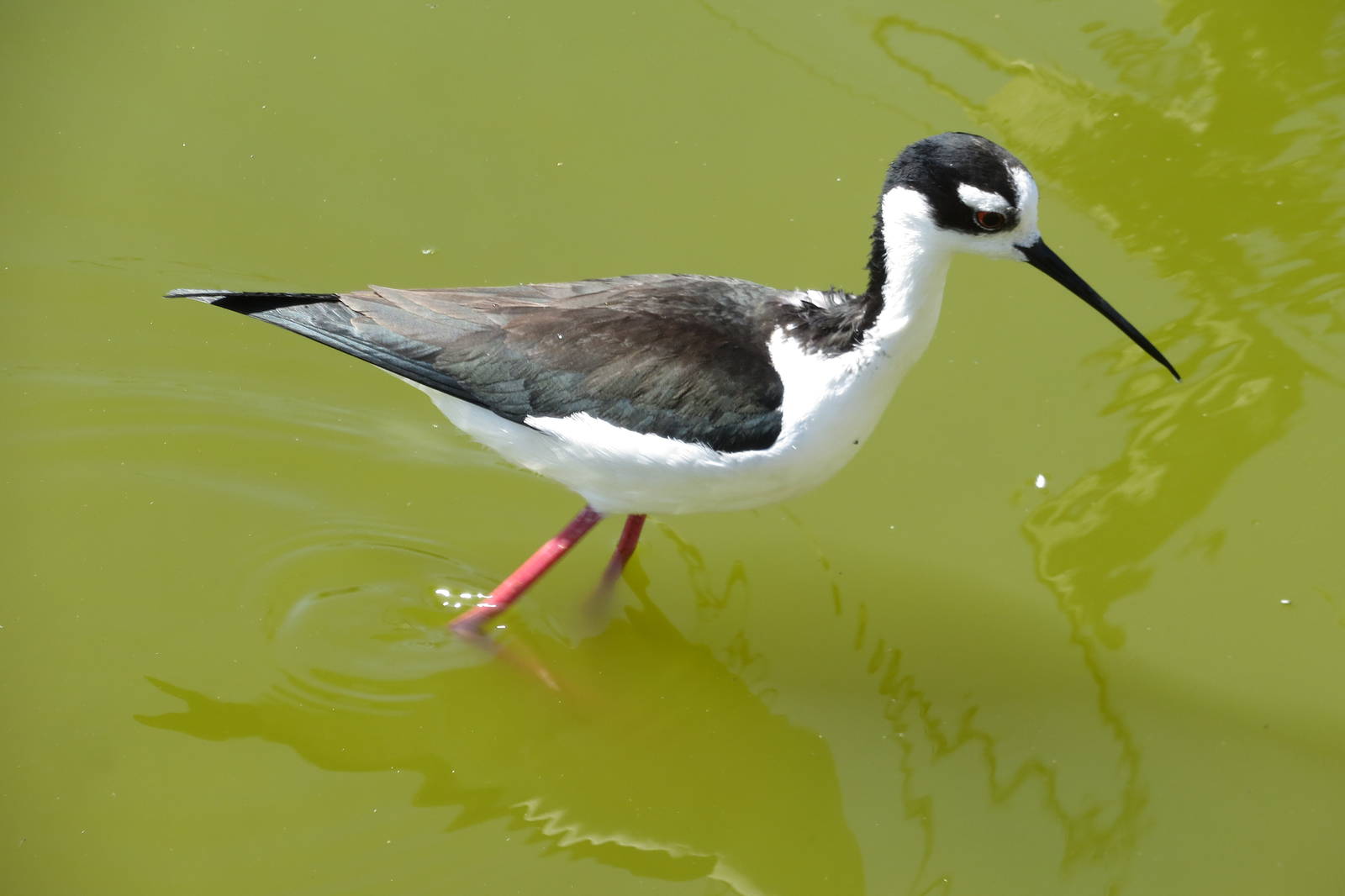 Black-necked Stilt 160515