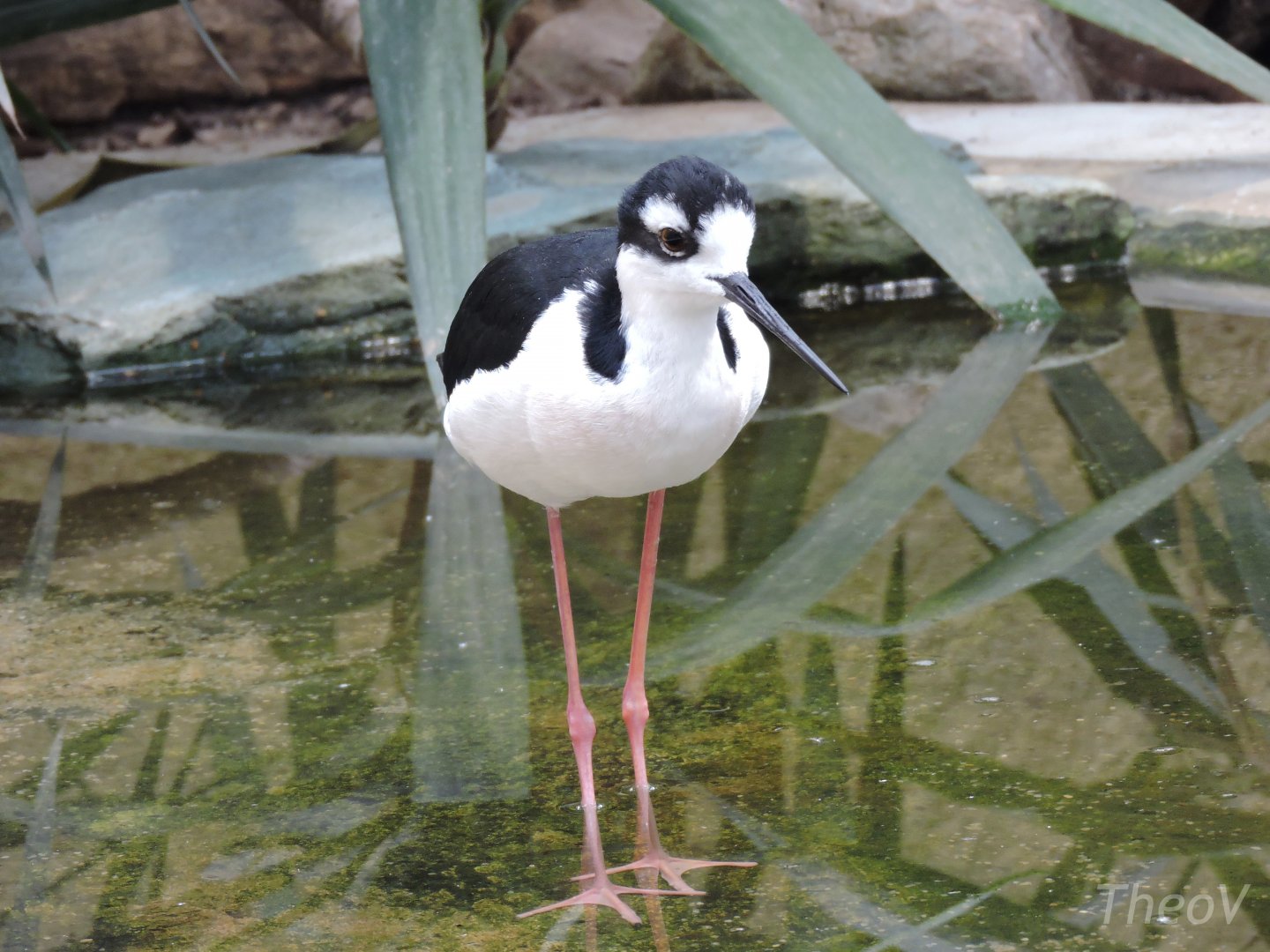 Black-necked stilt [2015]