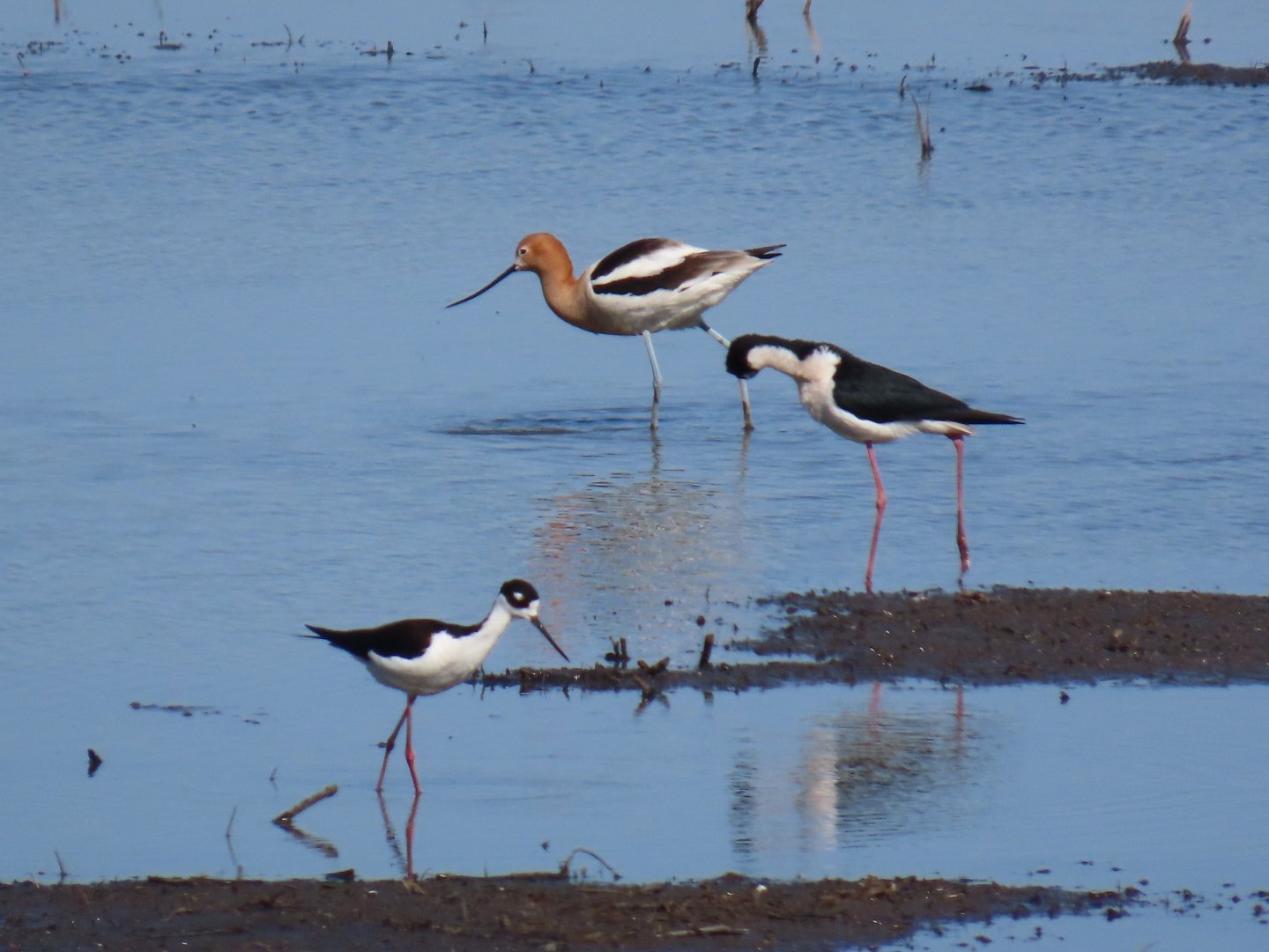 Black-necked Stilt and American Avocet