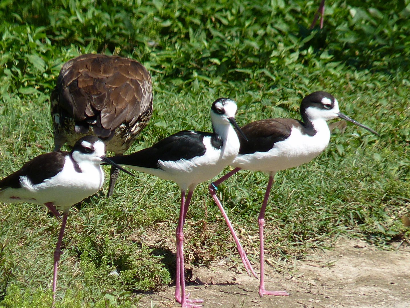 Black necked stilt and Cuban (Black billed) whistling duck