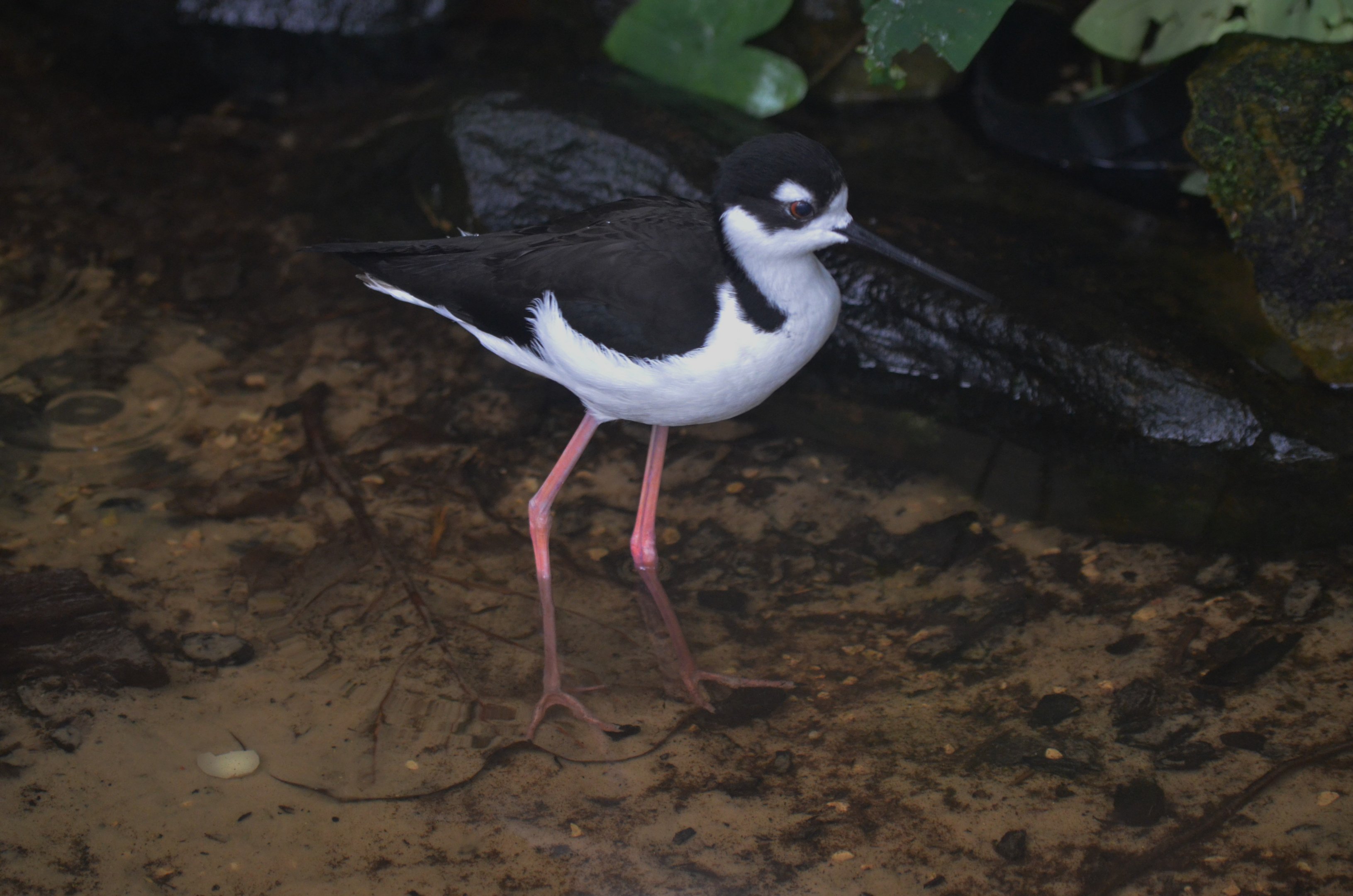 Black-necked Stilt at Beauval, 12/06/18