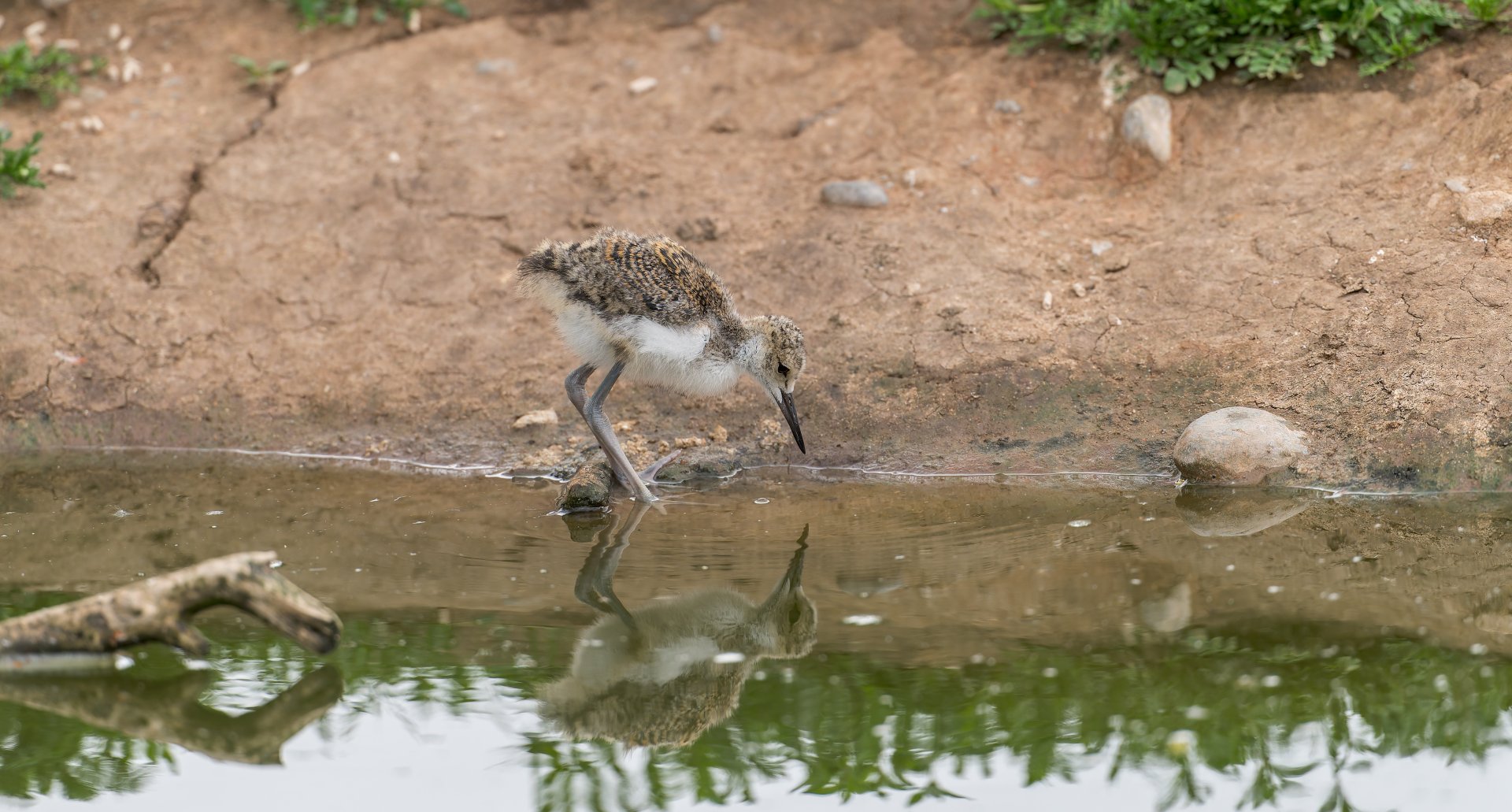 Black necked stilt chick, Chester, UK