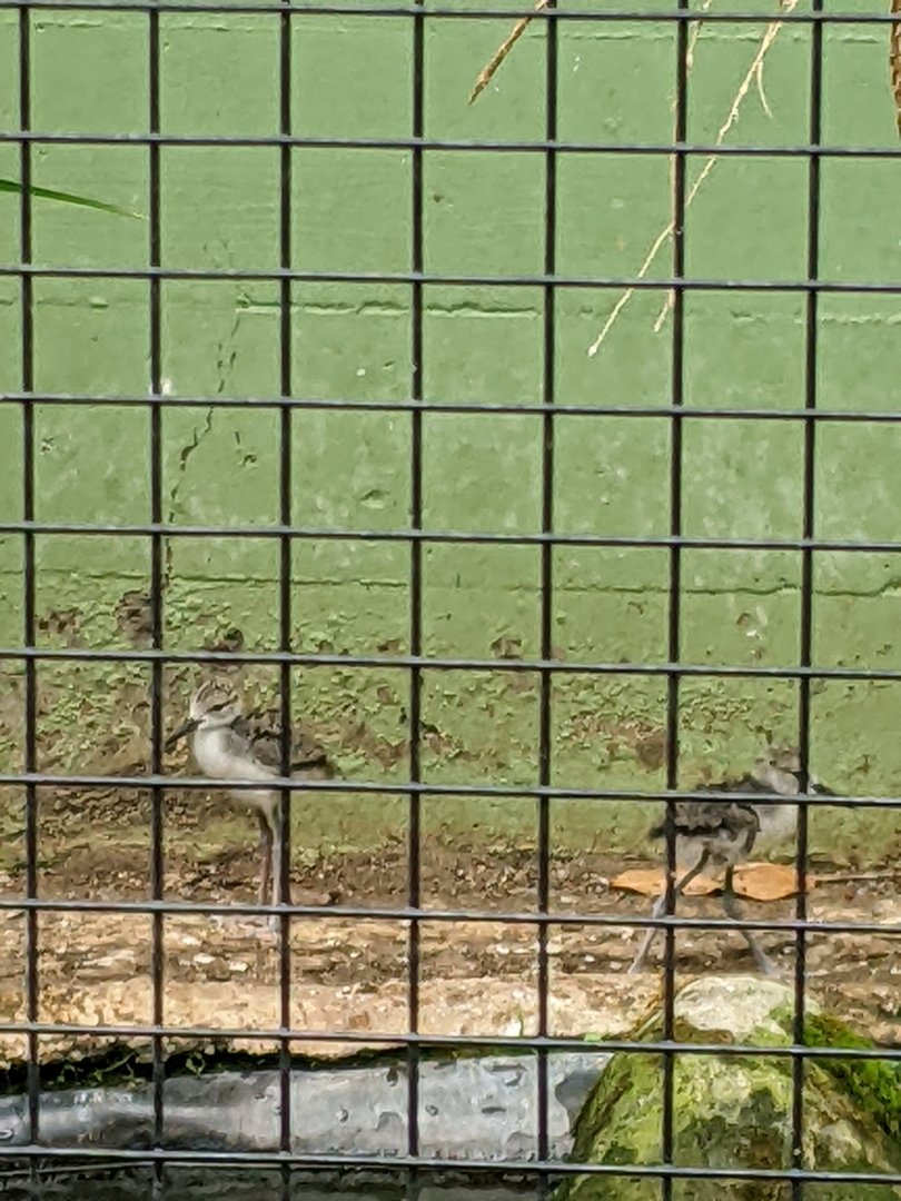 Black Necked-Stilt Chicks