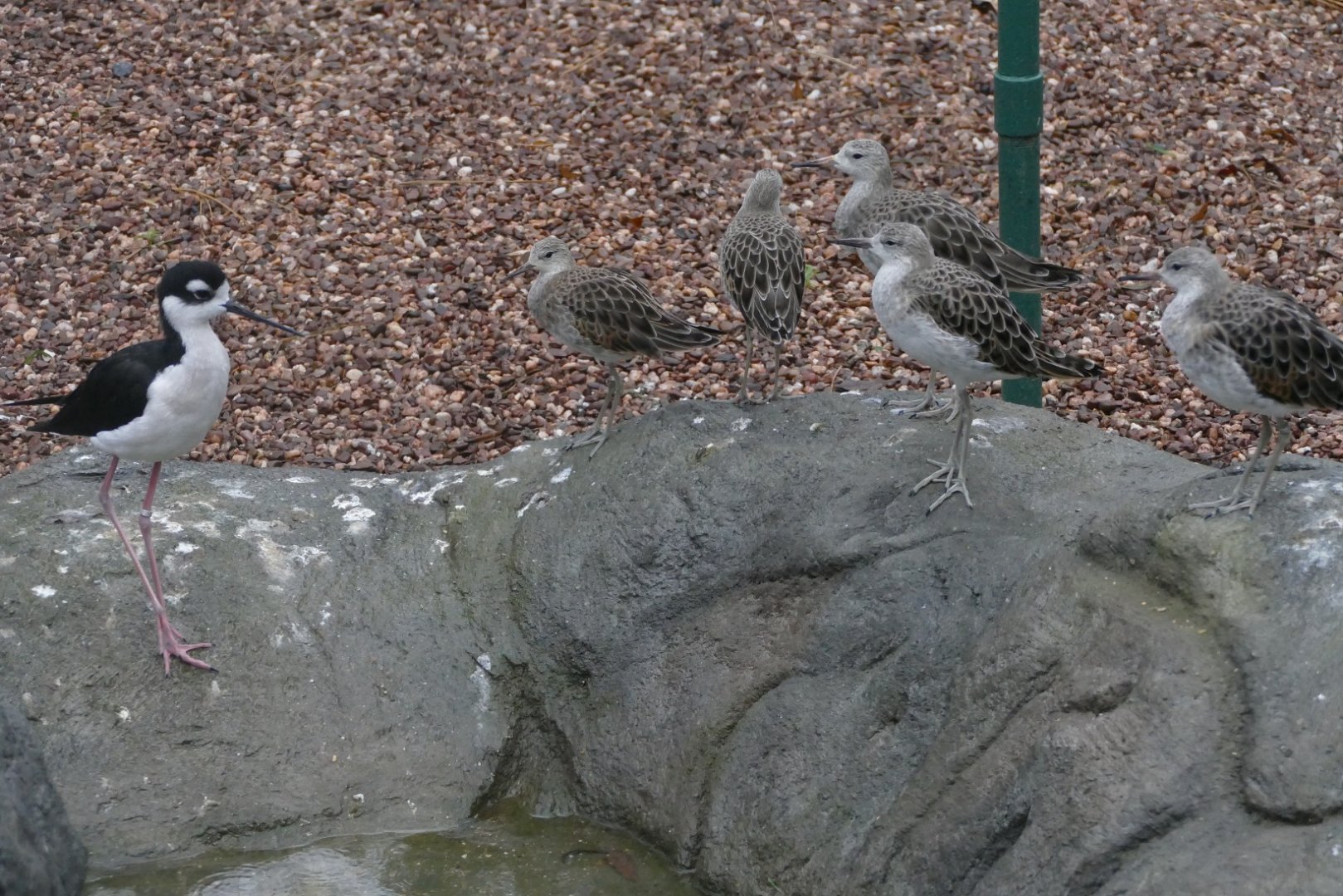 Black-necked Stilt, Cottage Aviary, December 2018