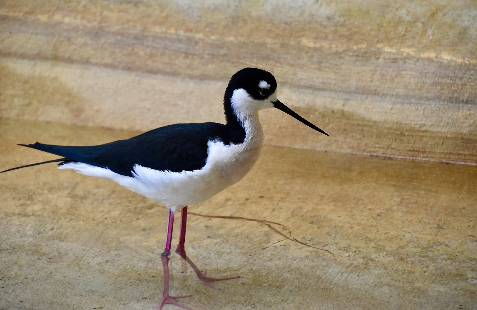 Black-Necked Stilt (Himantopa mexicana)