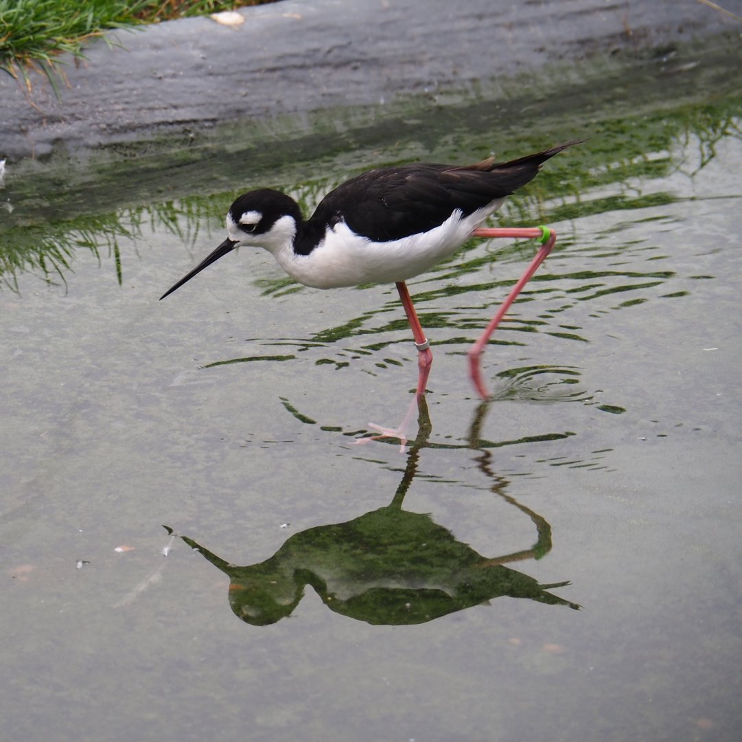 Black-necked stilt (Himantopus mexicanus), 2019-06-26