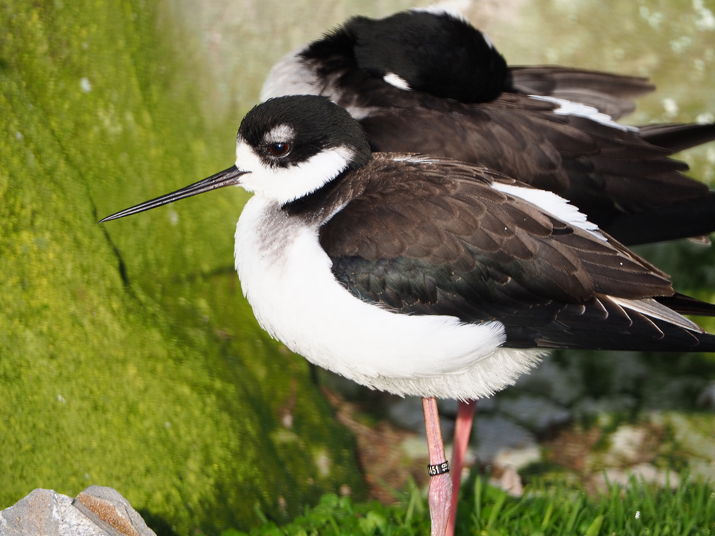 Black-necked stilt (Himantopus mexicanus), 2019-12-28