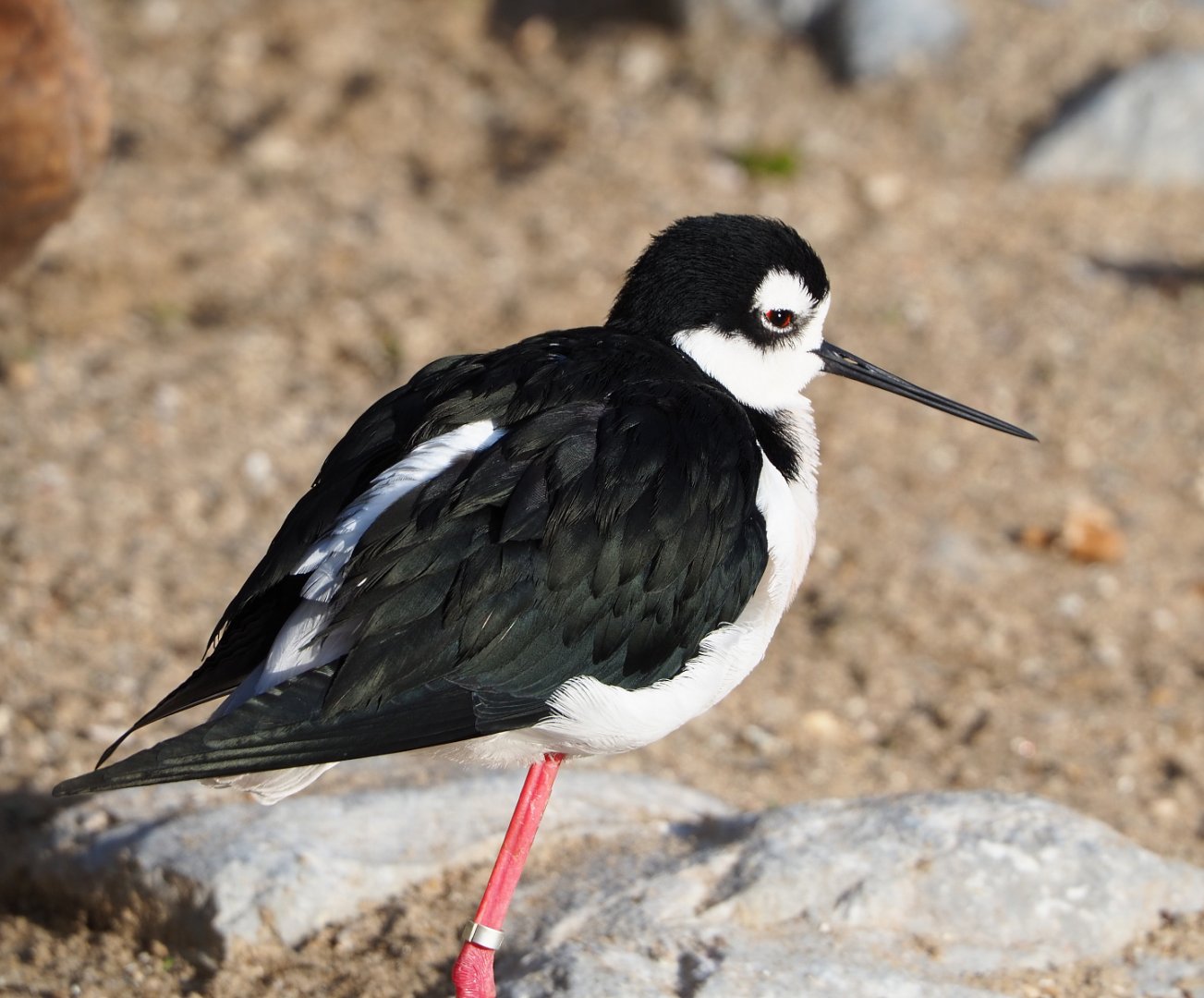 Black-necked stilt (Himantopus mexicanus), 2021-12-22
