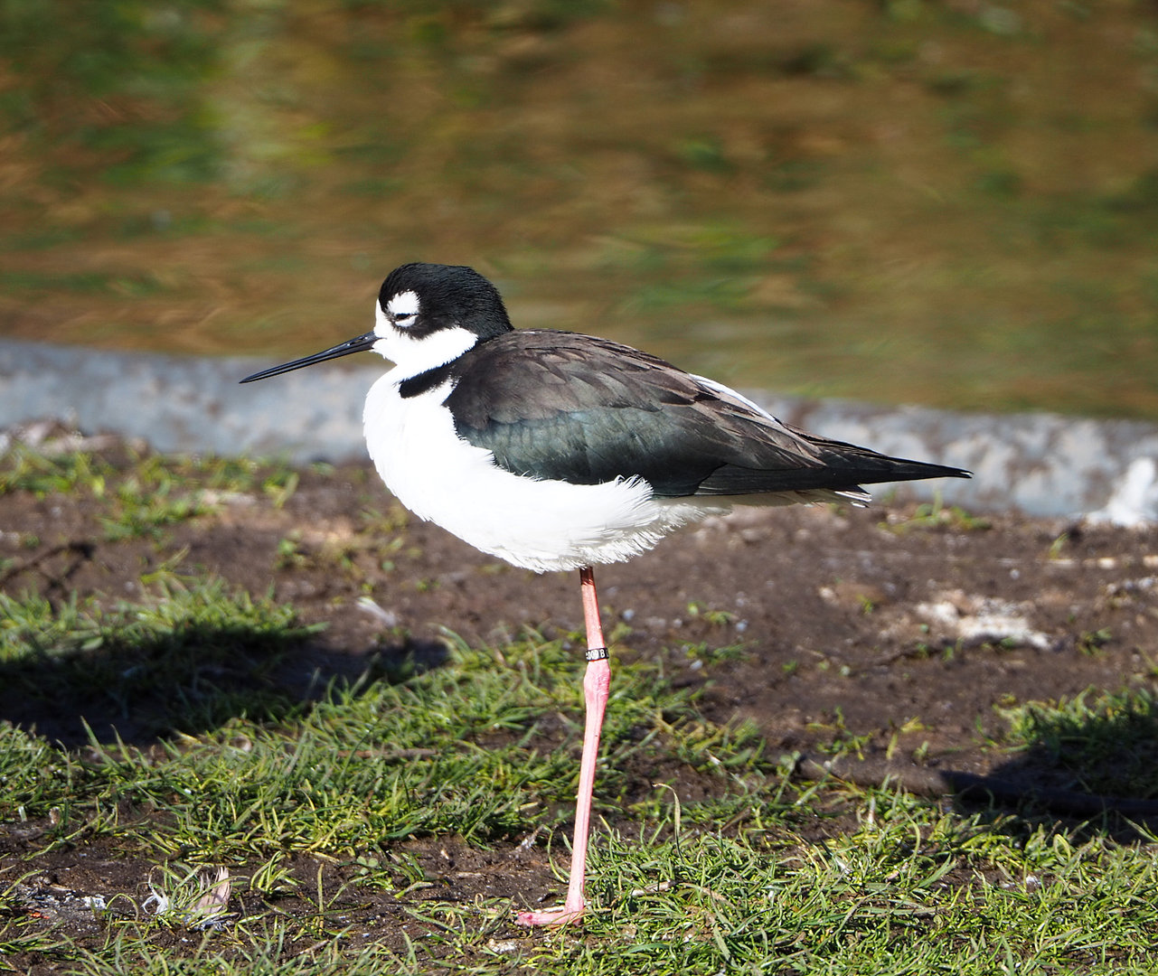 Black-necked stilt (Himantopus mexicanus), 2022-02-12